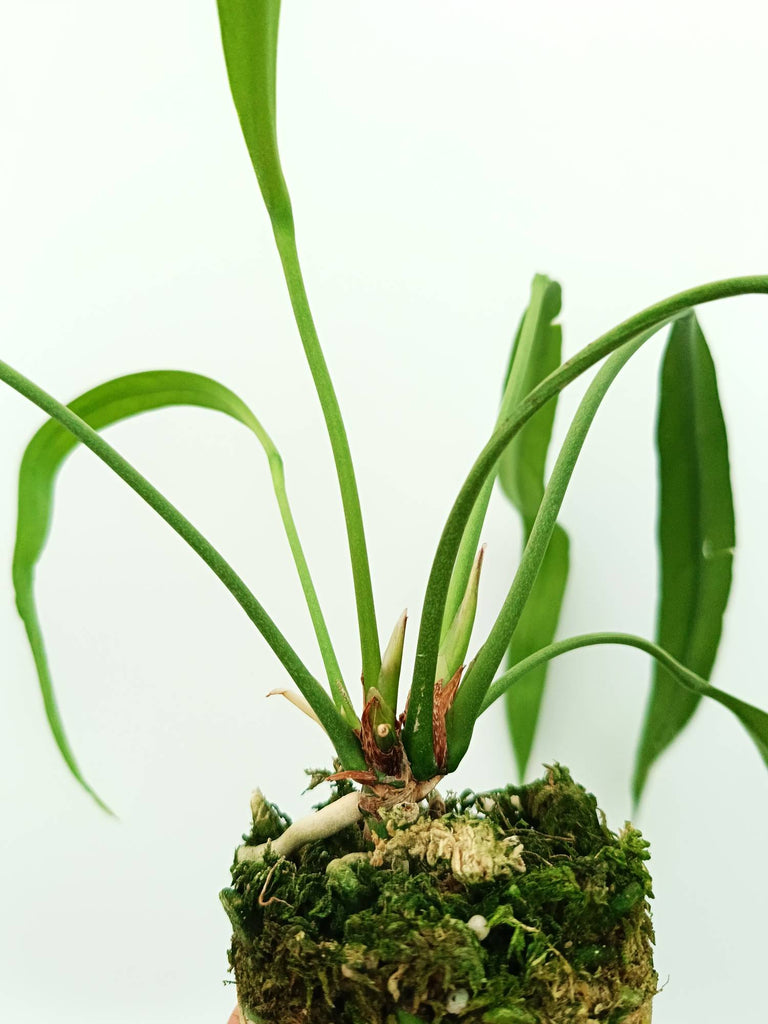 Anthurium vittarifolium