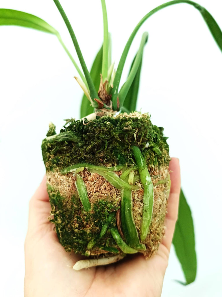 Anthurium vittarifolium