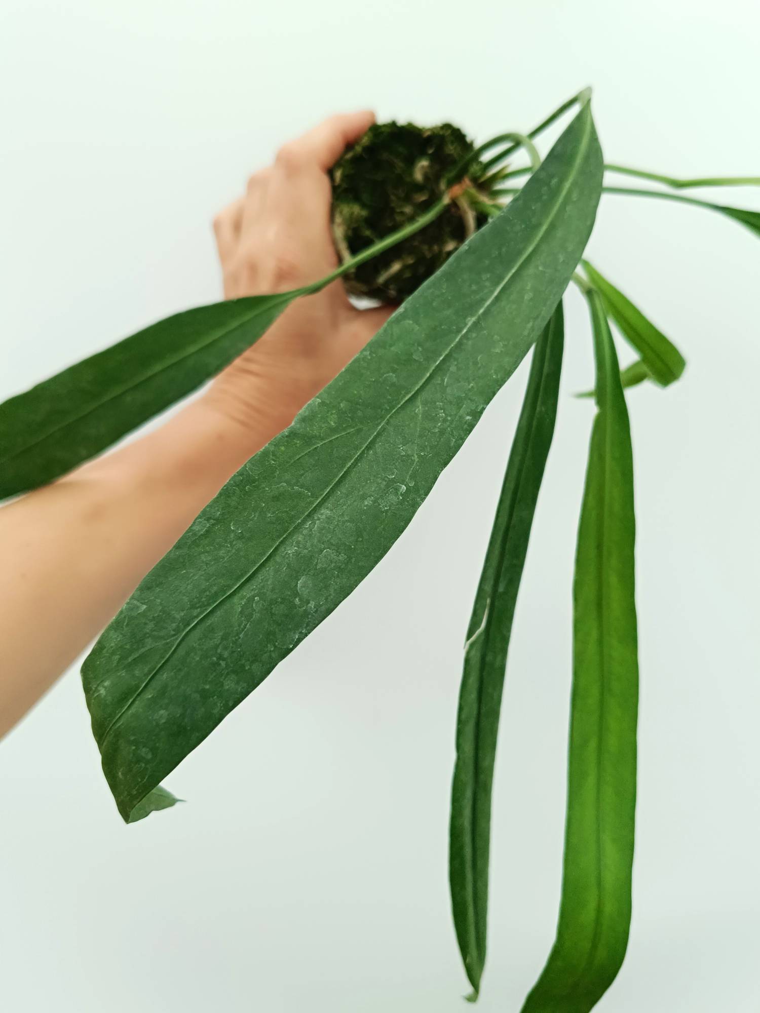 大人気新品セール ブ Anthurium Welovetropicalplants – vittarifolium その他観葉植物