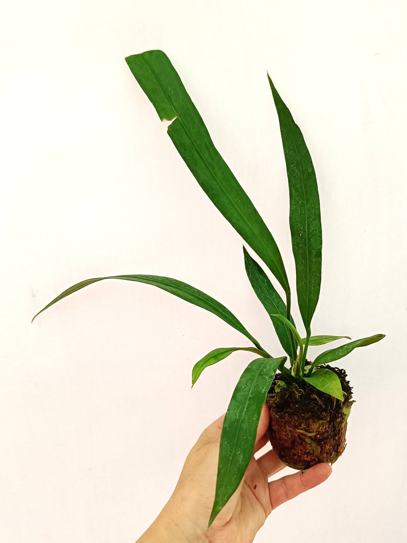 Anthurium Vittarifolium