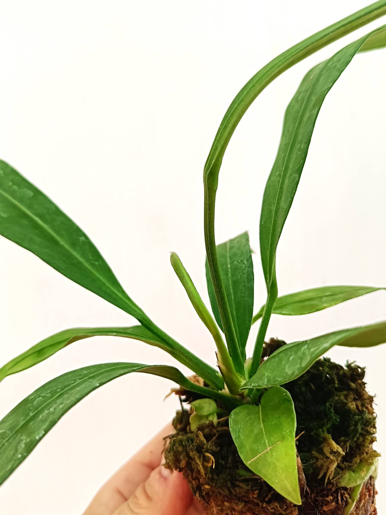 Anthurium Vittarifolium