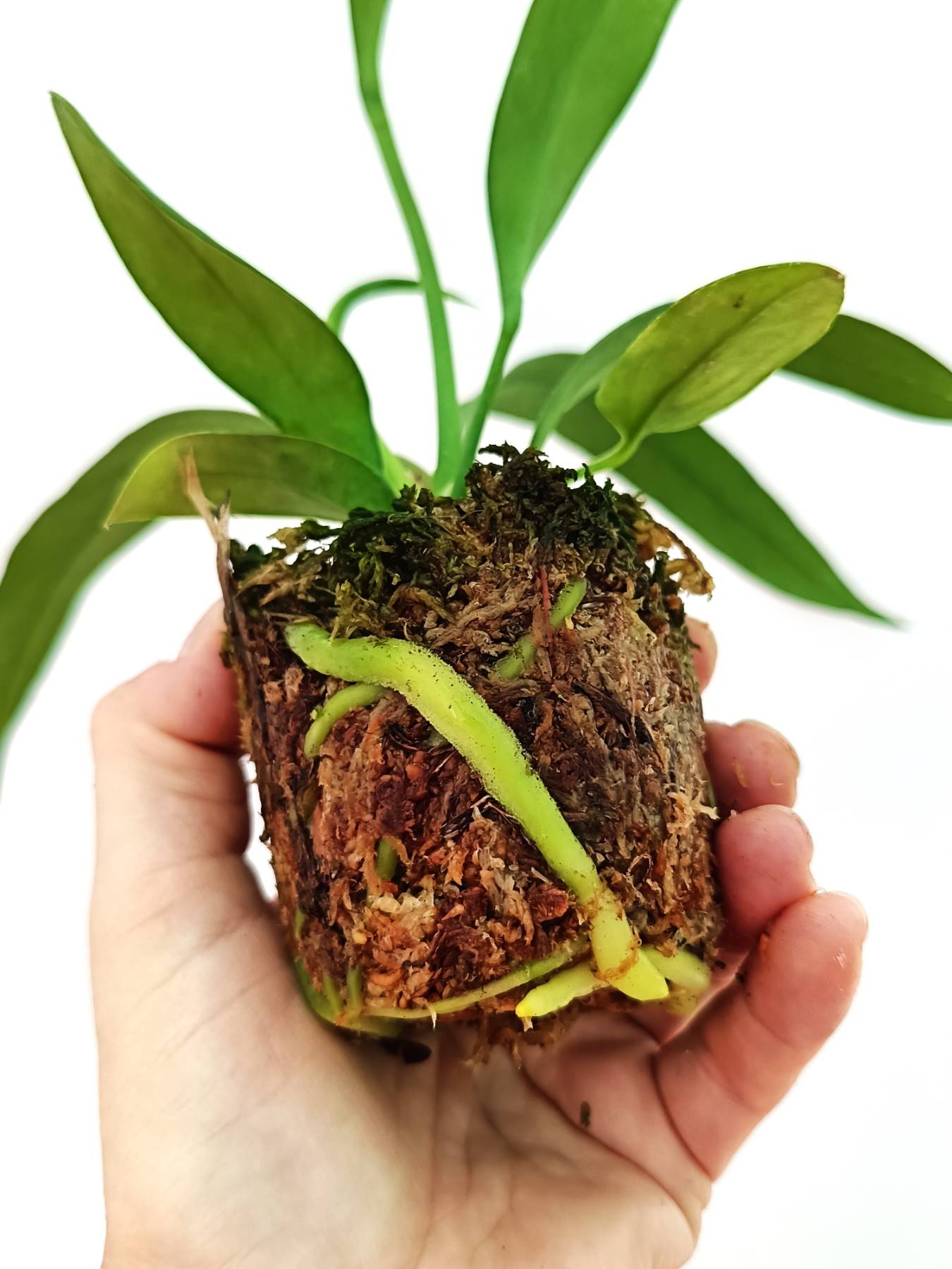 Anthurium Vittarifolium