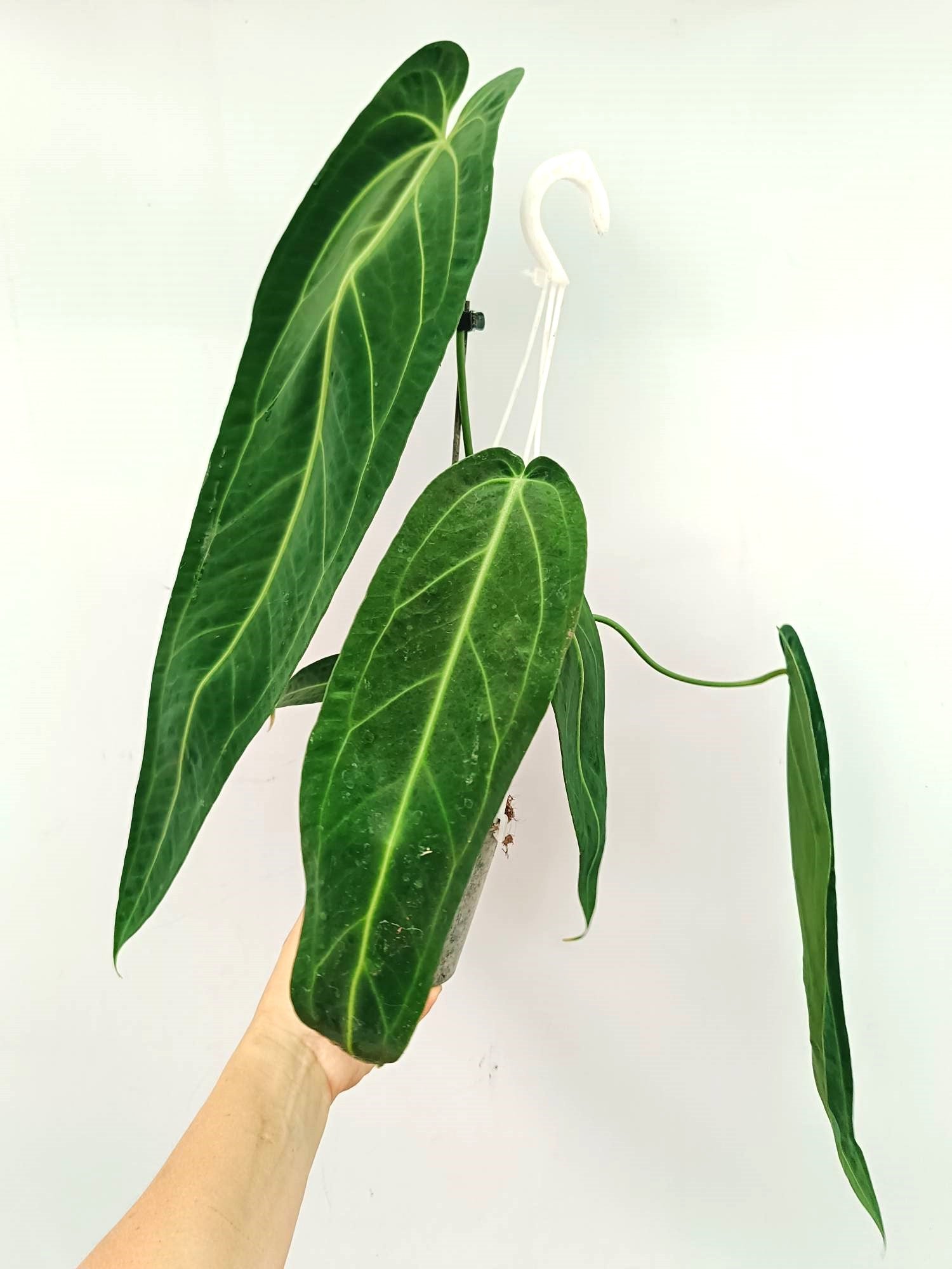 Anthurium Warocqueanum 