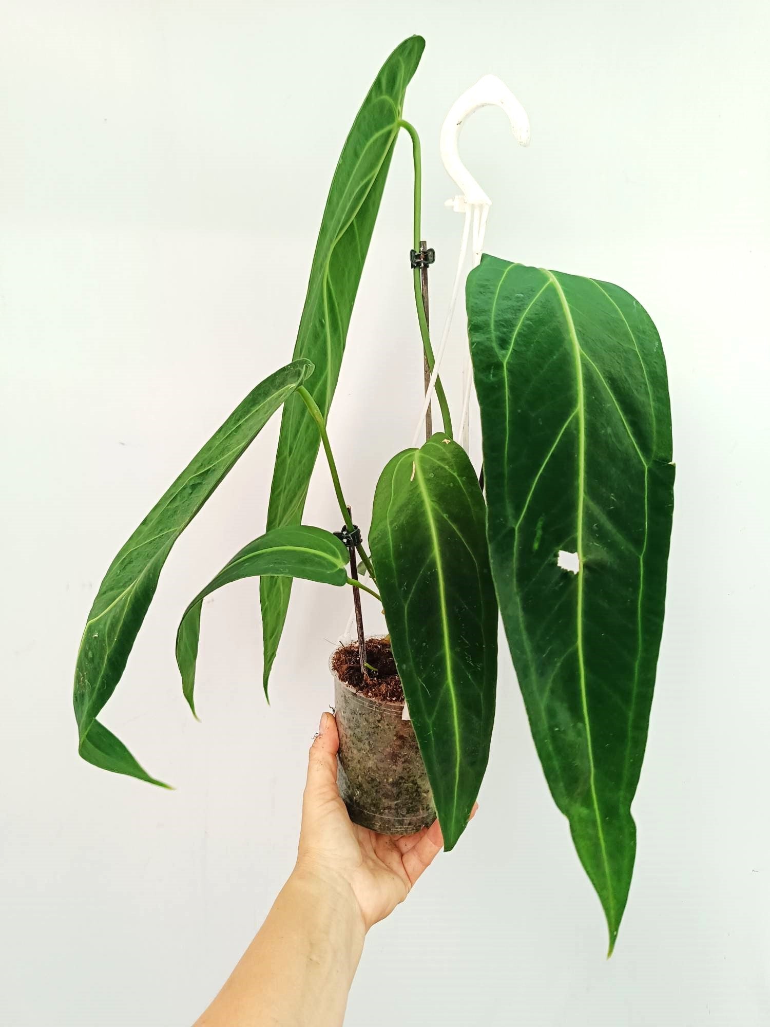 Anthurium Warocqueanum 