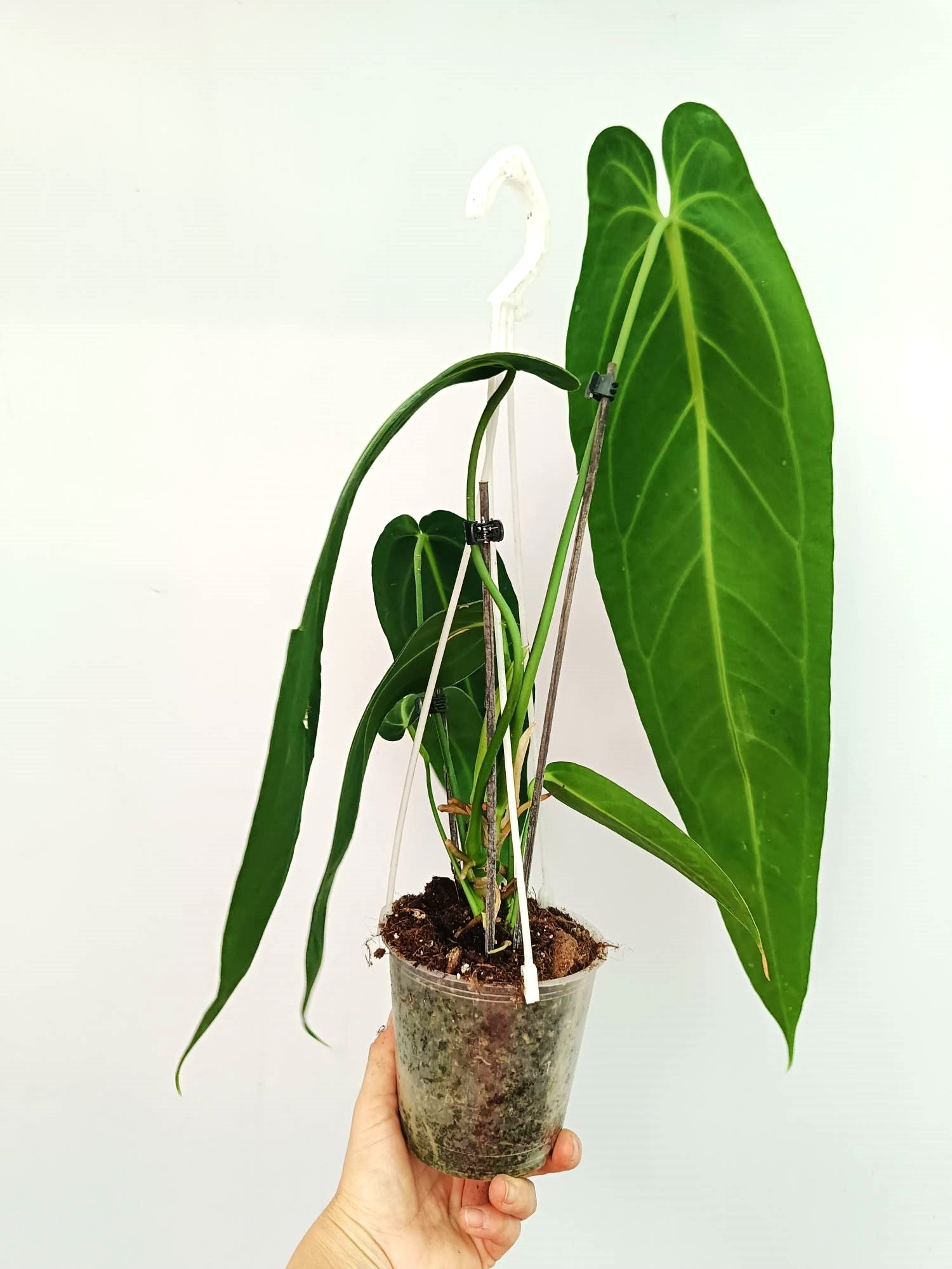 Anthurium Warocqueanum 