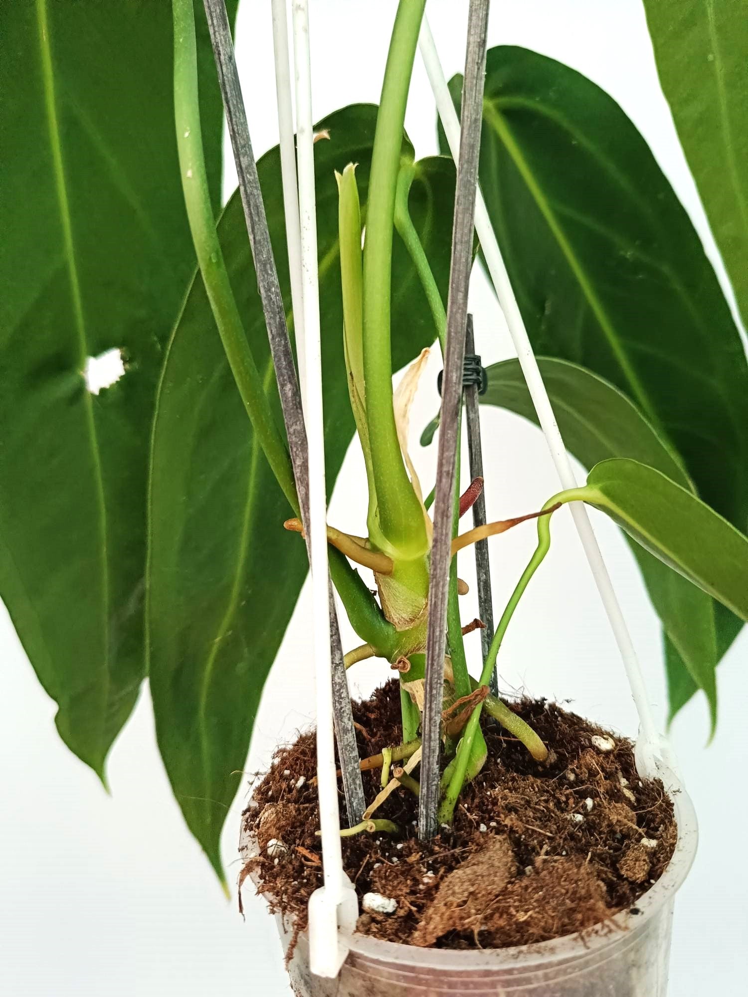 anthurium warocqueanum soil mix Anthurium Warocqueanum XL