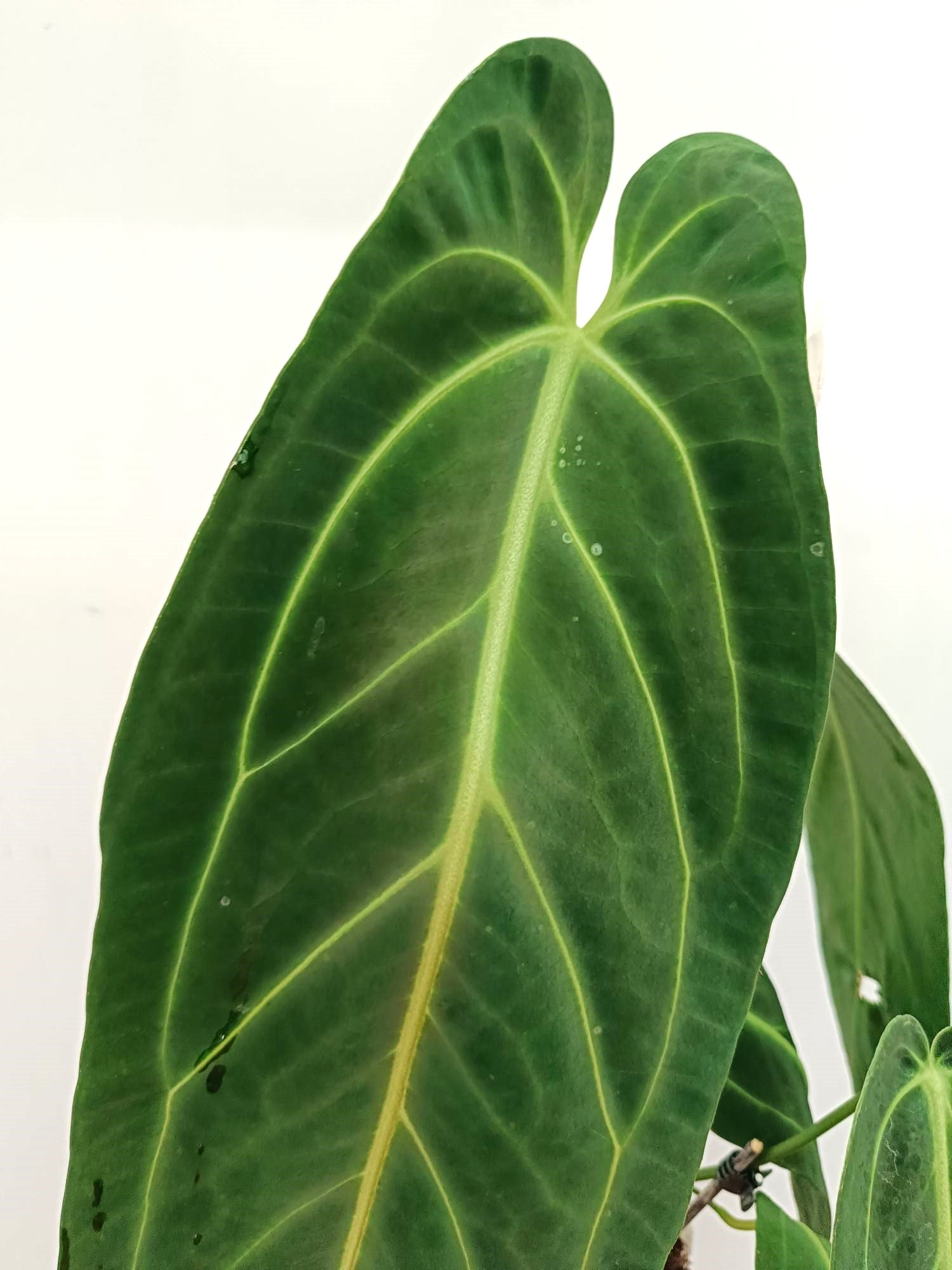 Anthurium Warocqueanum 