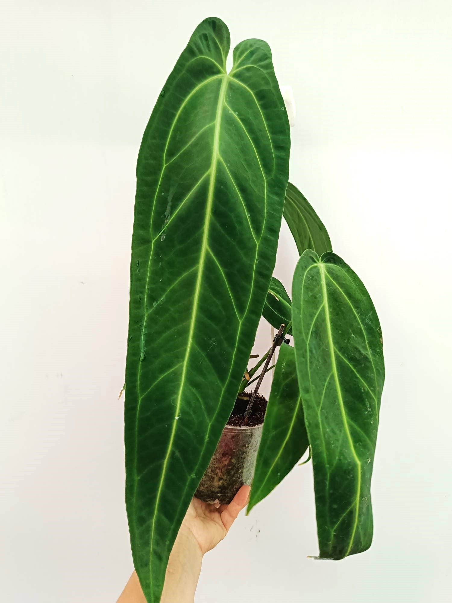 Anthurium Warocqueanum 