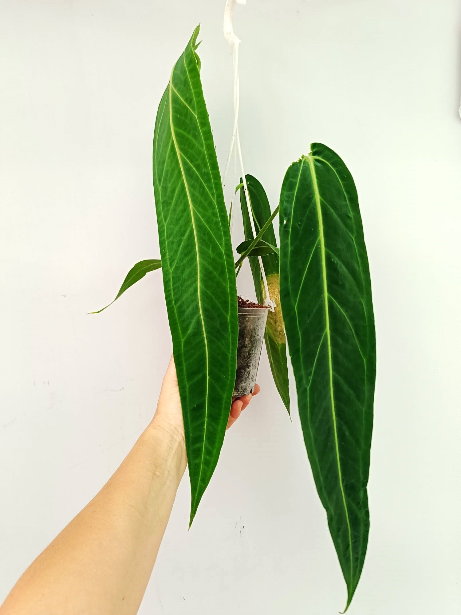 Anthurium Warocqueanum XL