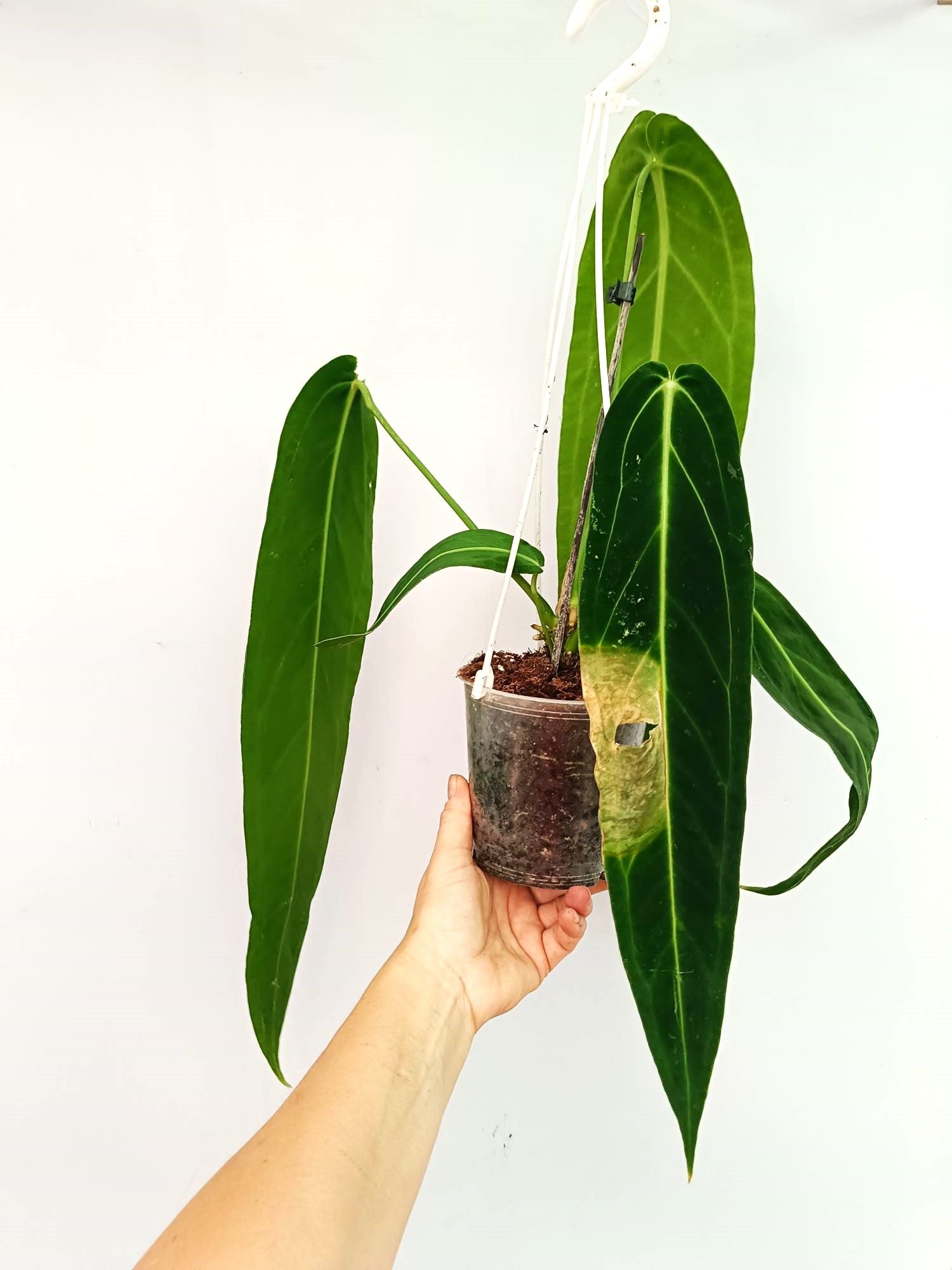 Anthurium Warocqueanum XL