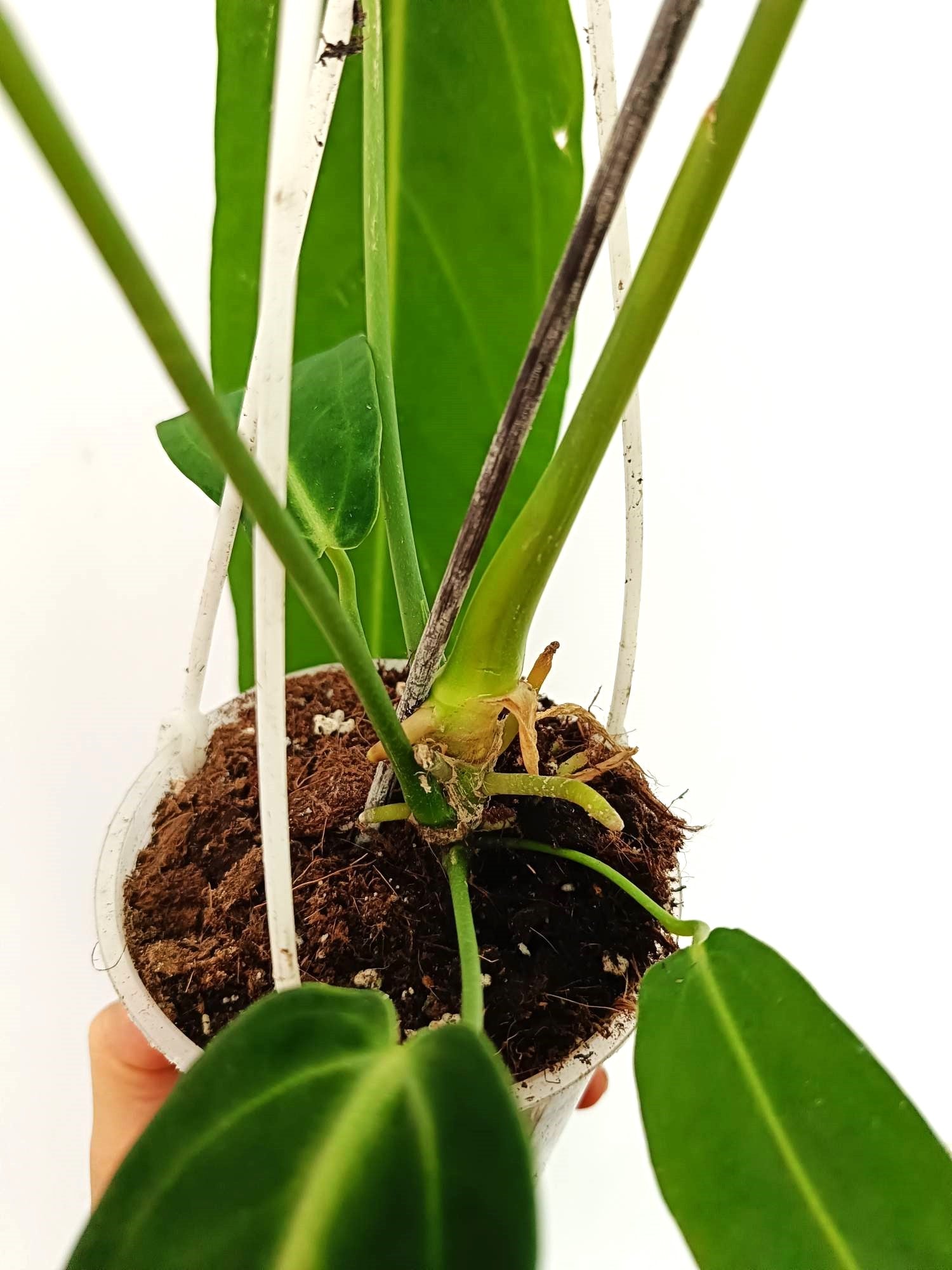 anthurium warocqueanum Anthurium Warocqueanum XL