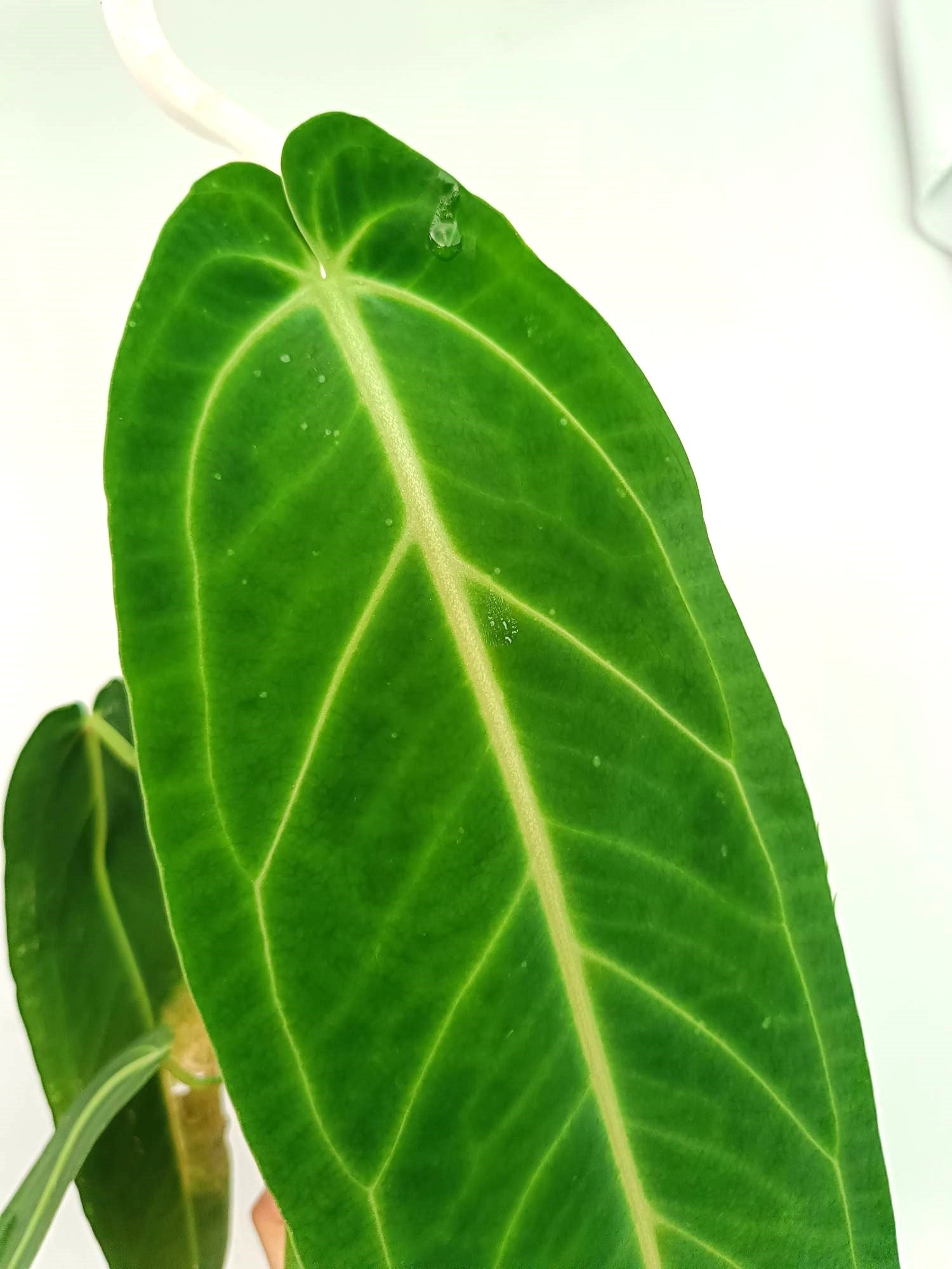 Anthurium Warocqueanum XL