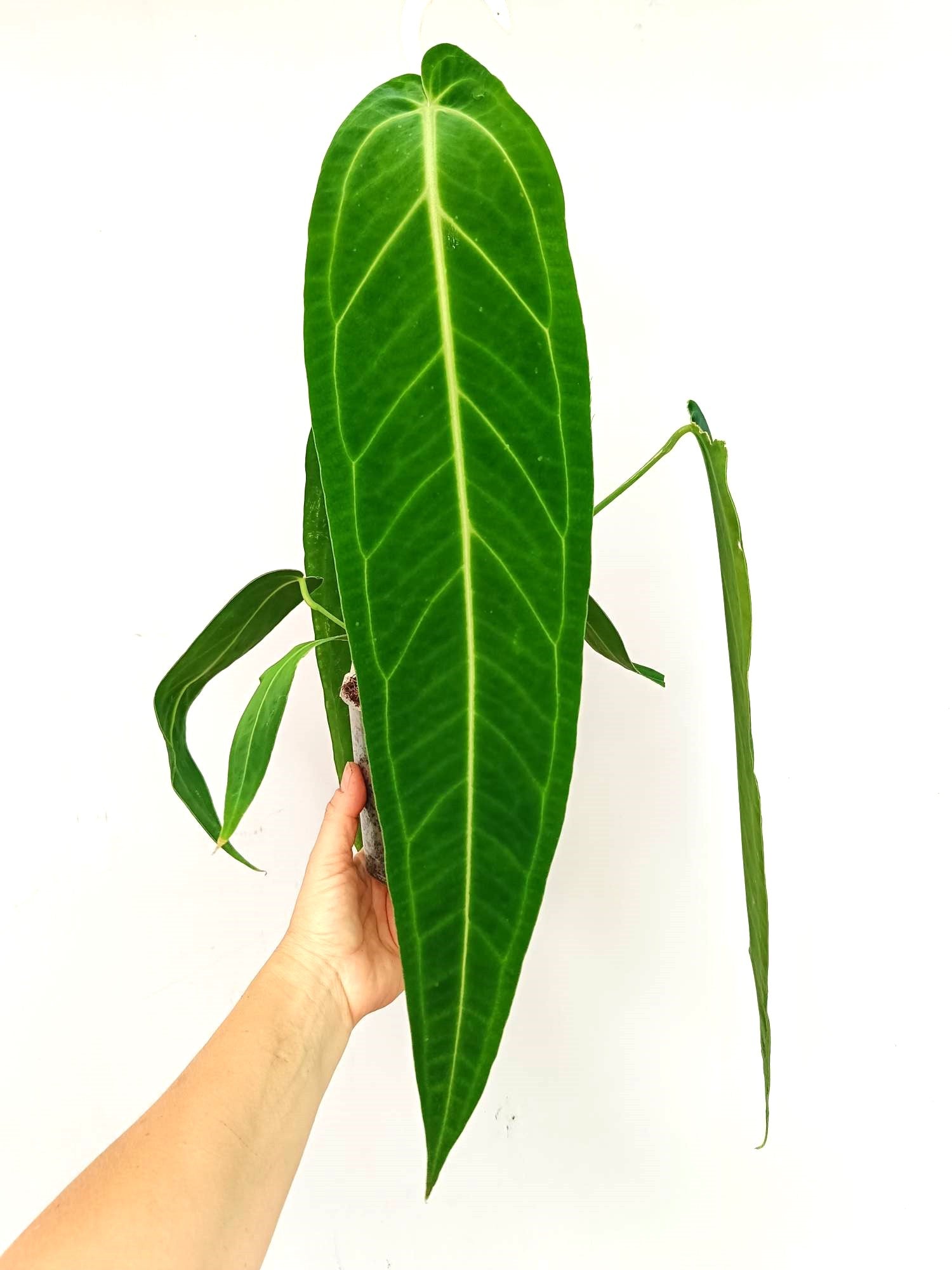 Anthurium Warocqueanum XL