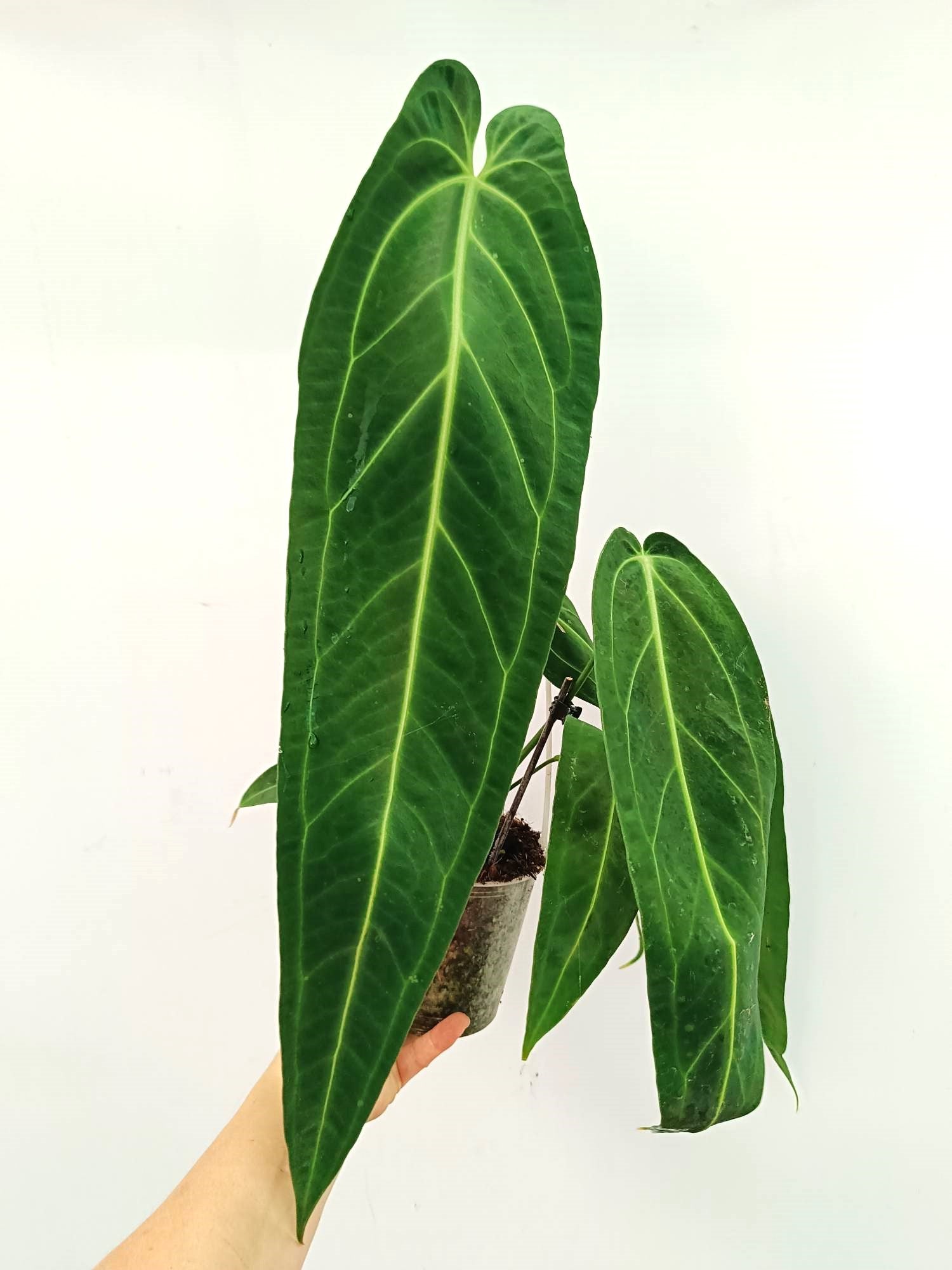 Anthurium Warocqueanum 