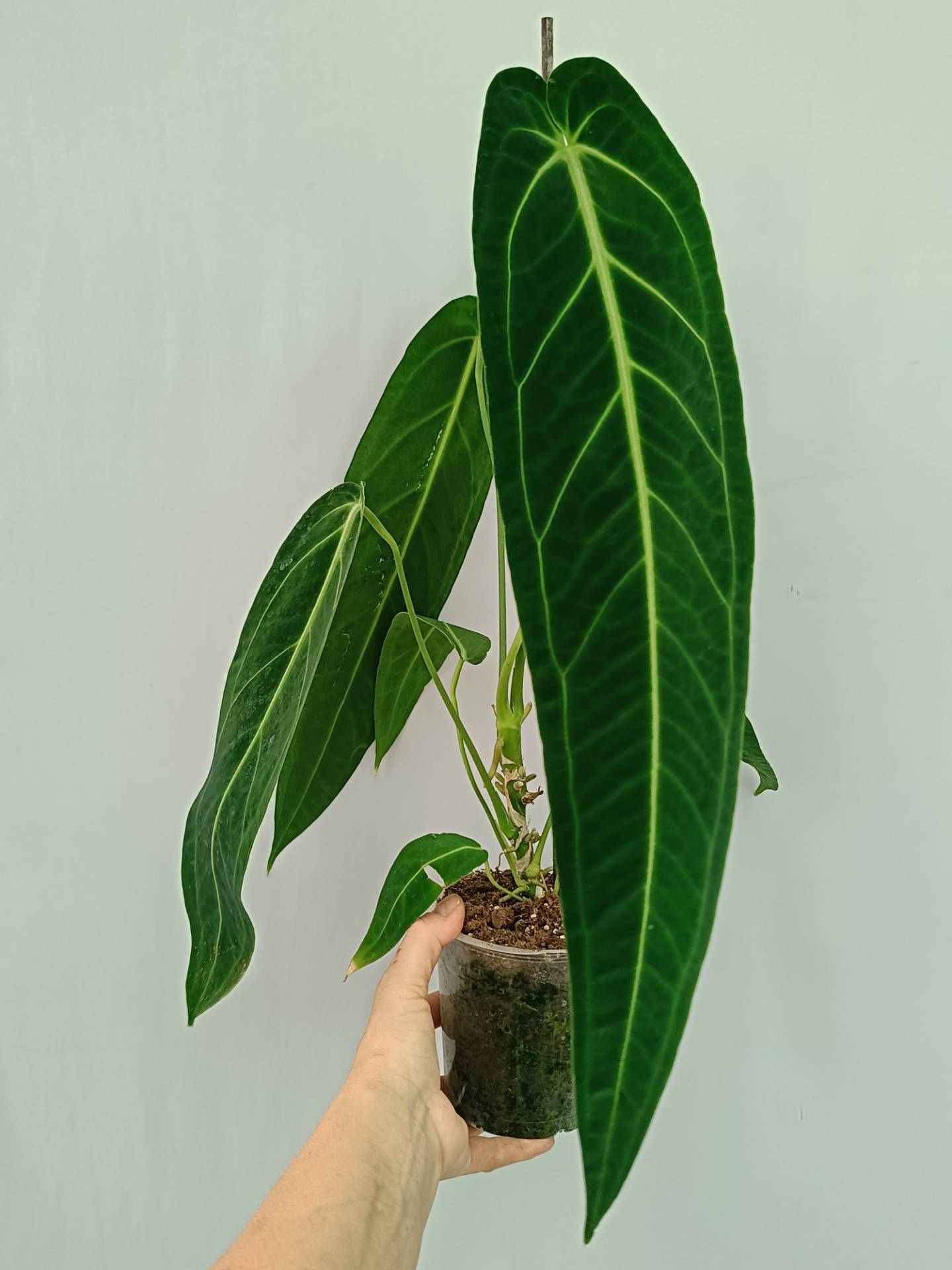 Anthurium Warocqueanum