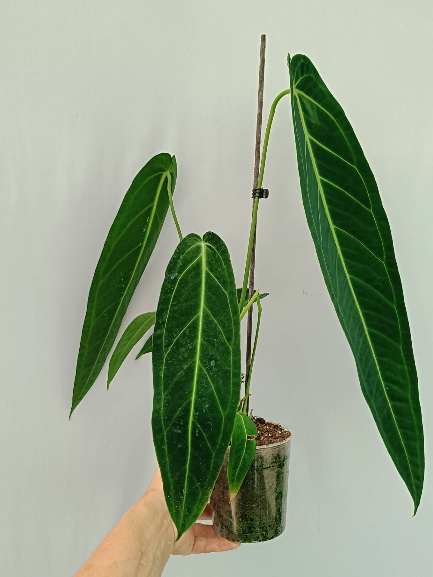 Anthurium Warocqueanum
