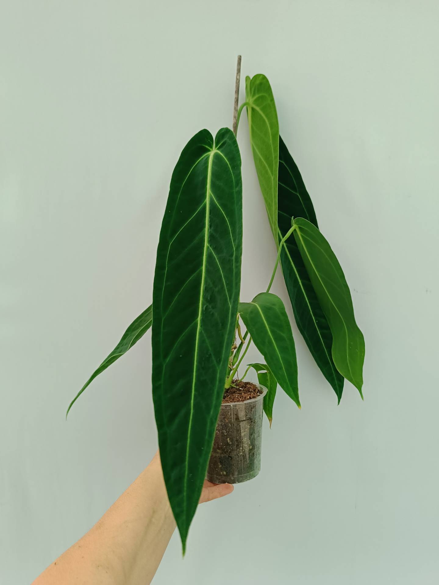 Anthurium Warocqueanum