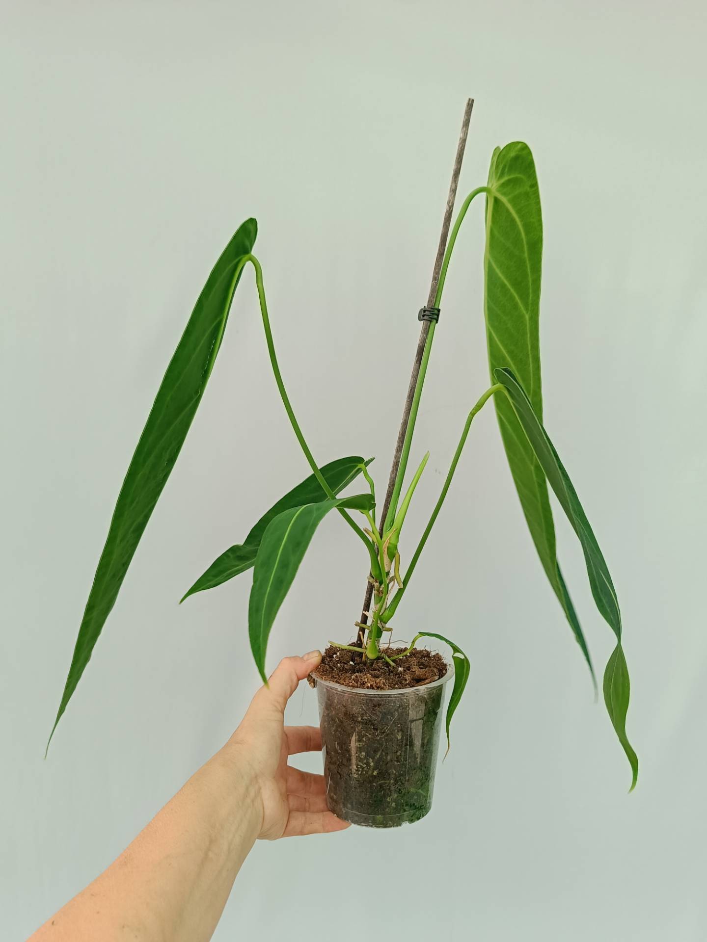 Anthurium Warocqueanum