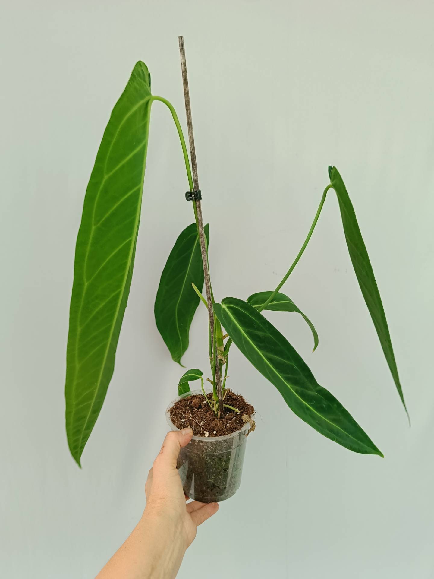 Anthurium Warocqueanum