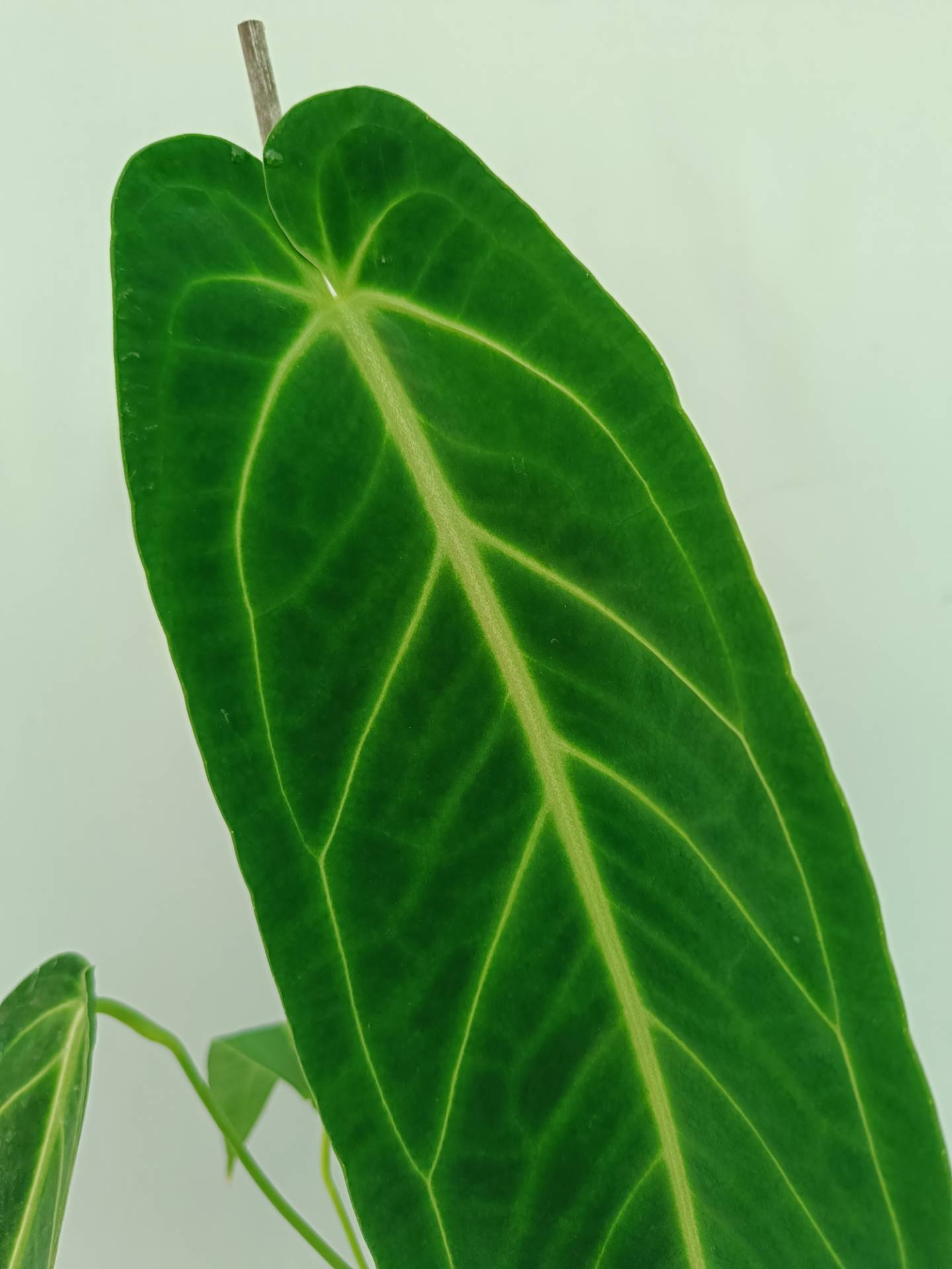 Anthurium Warocqueanum