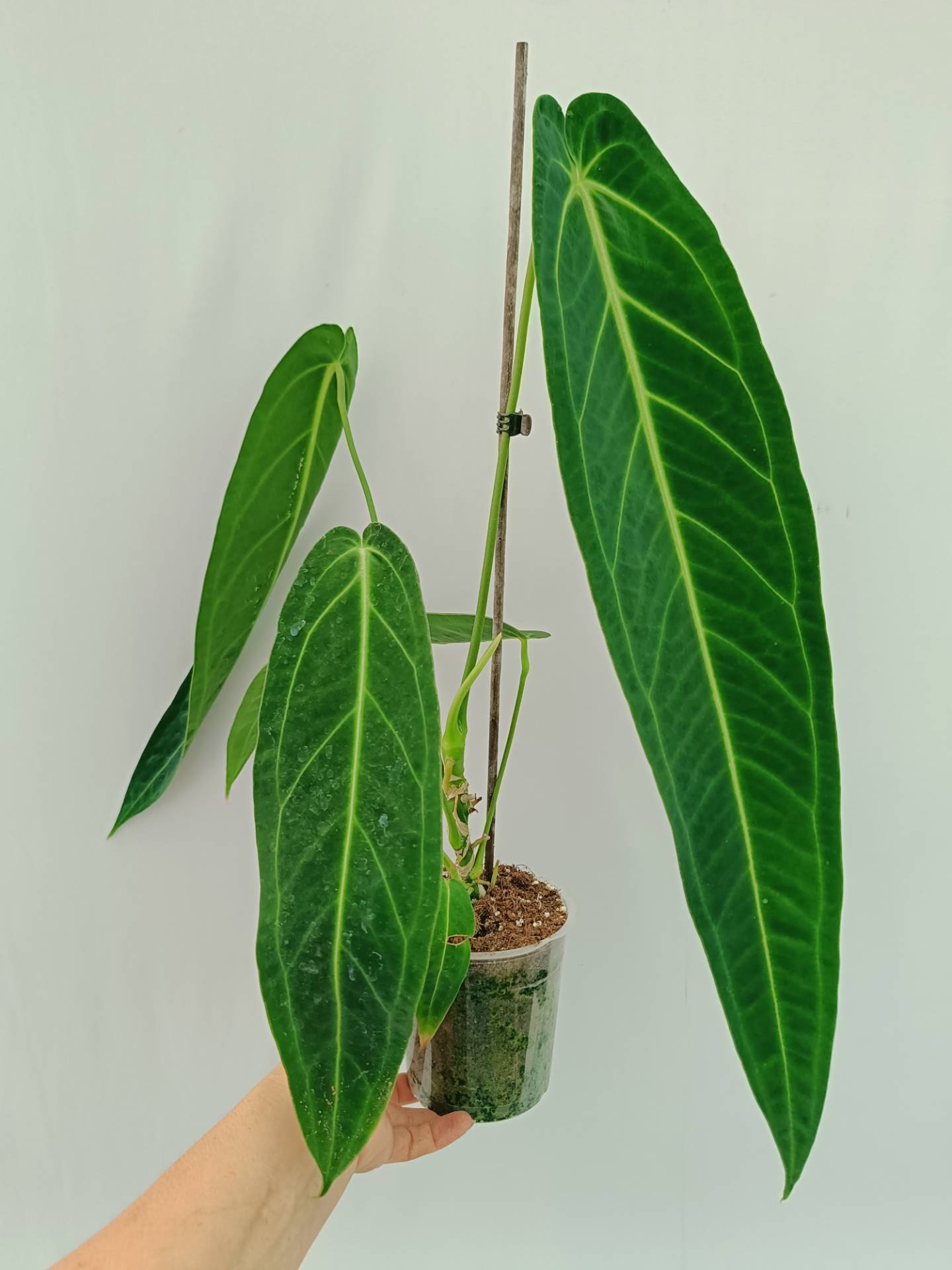 Anthurium Warocqueanum