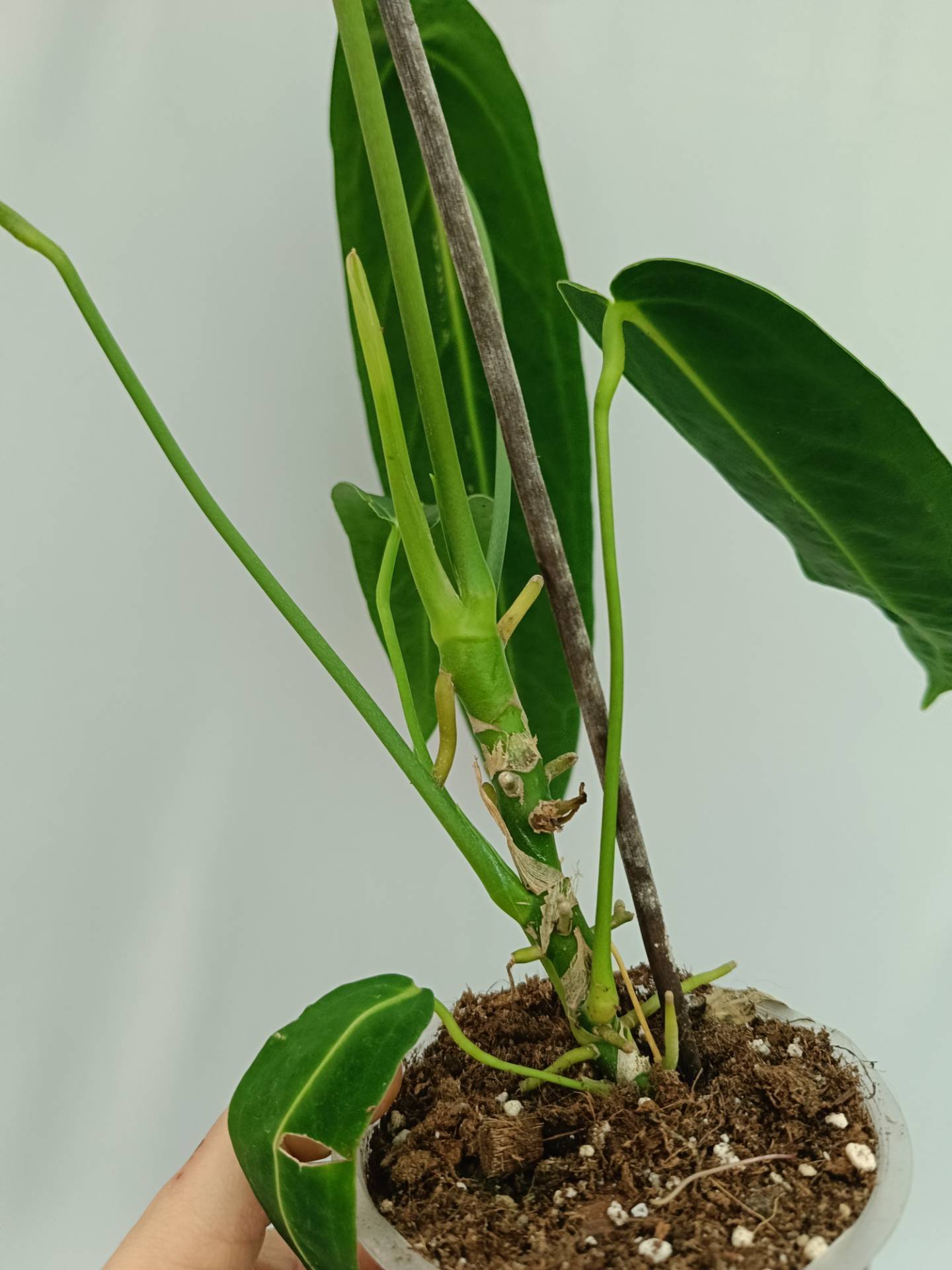 Anthurium Warocqueanum