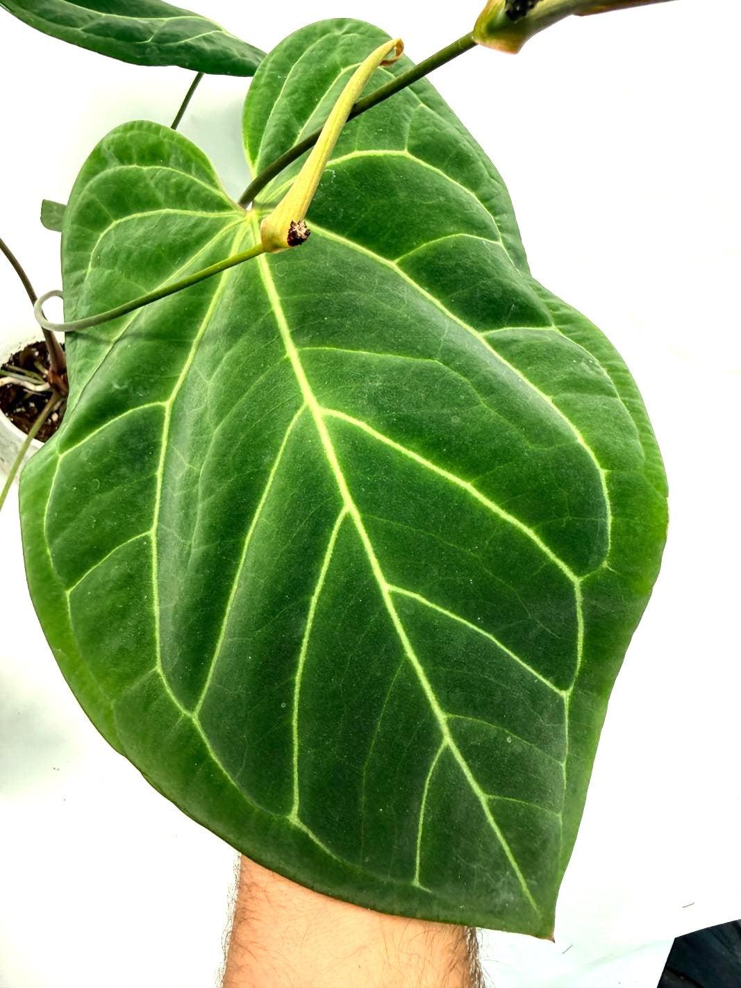 Anthurium Papillilaminum x Magnificum 