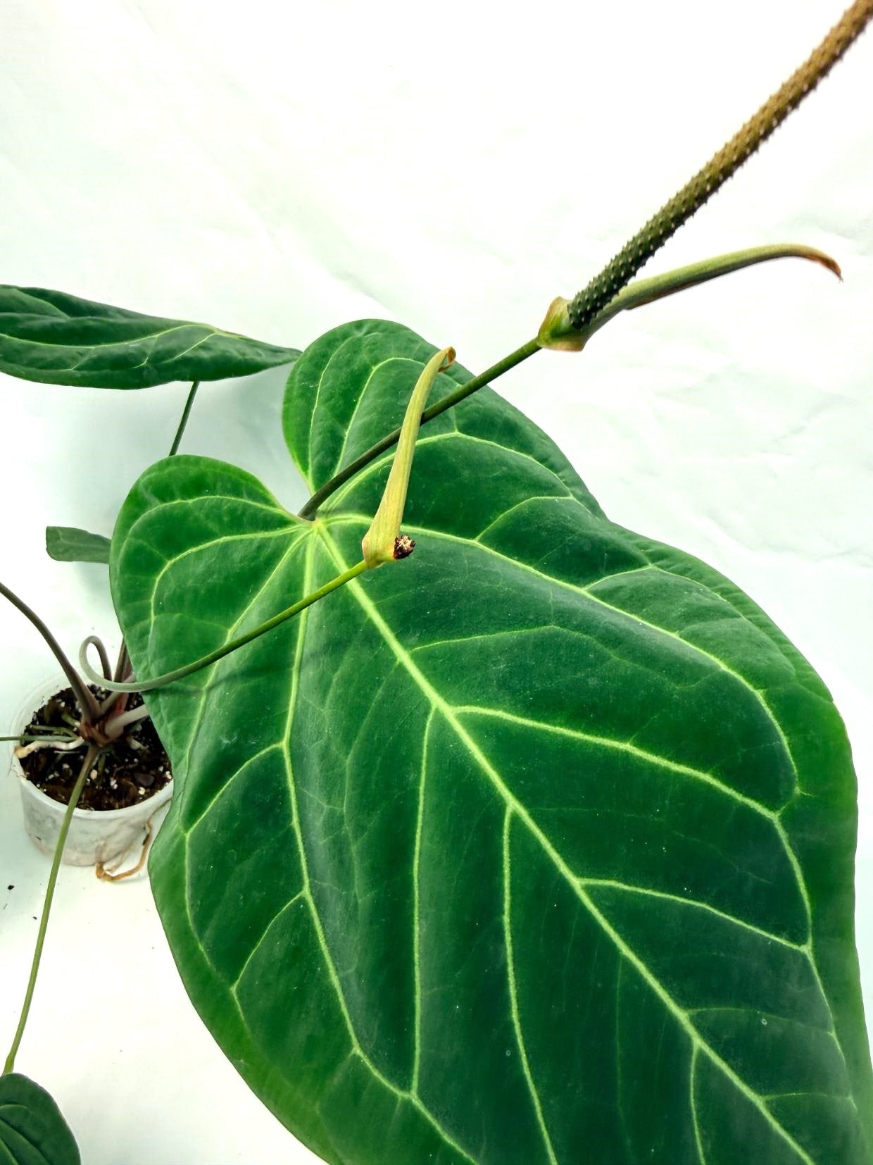 Anthurium Papillilaminum x Magnificum 