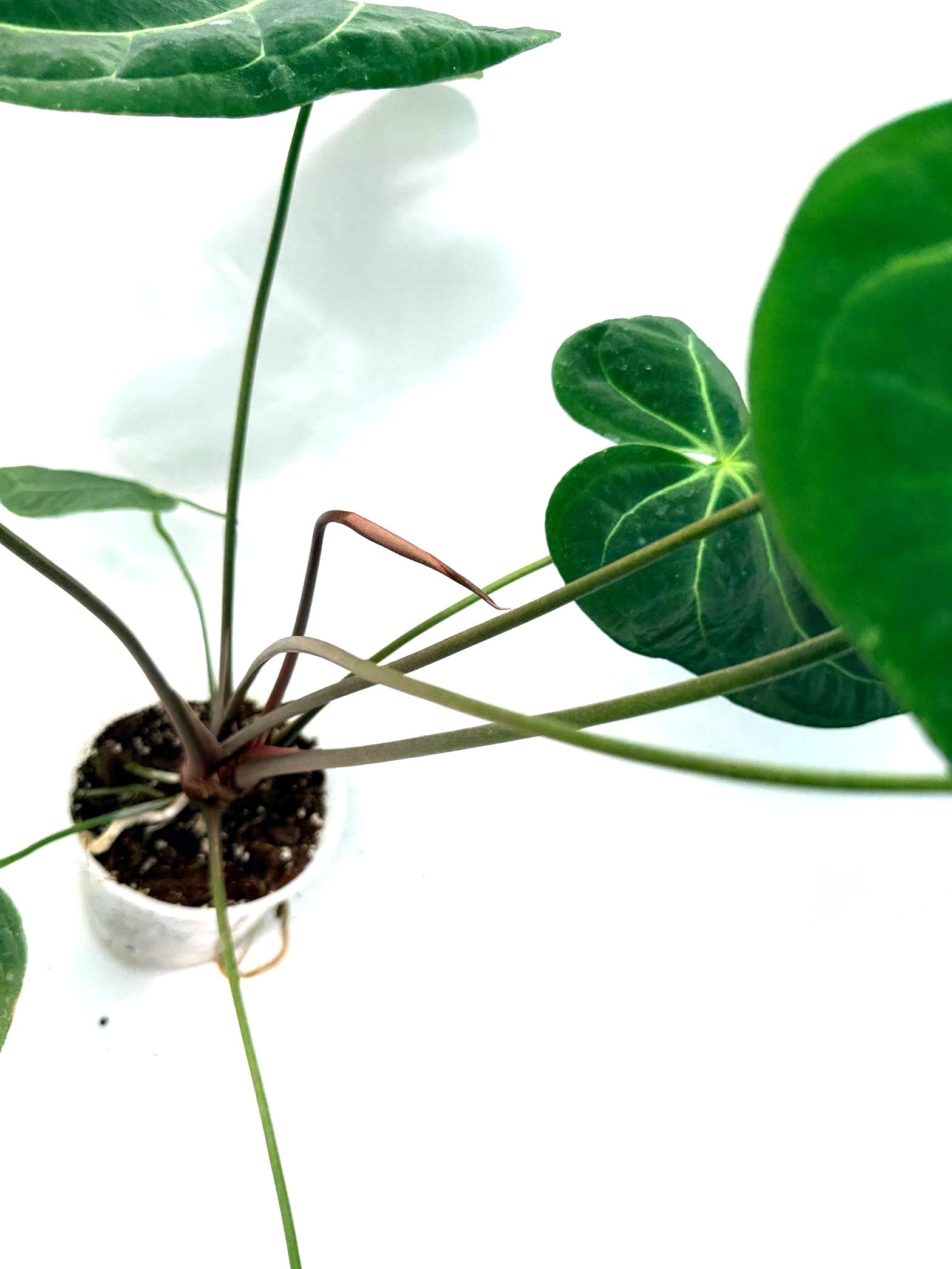 Anthurium Papillilaminum x Magnificum 