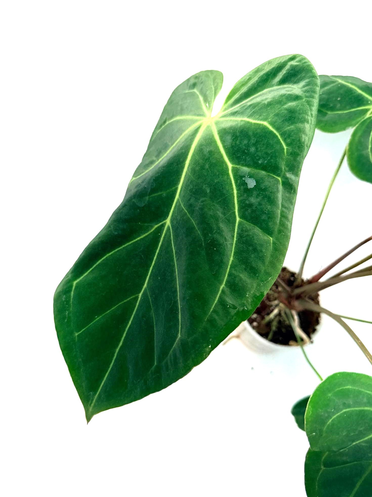 Anthurium Papillilaminum x Magnificum 