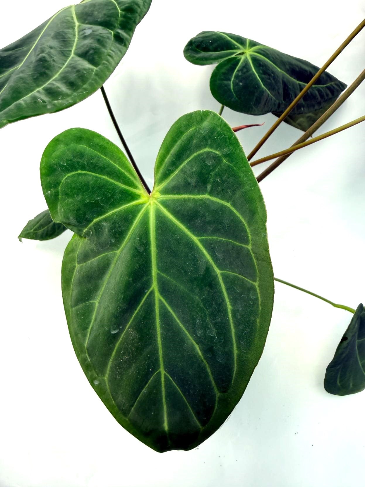 Anthurium Papillilaminum x Magnificum 