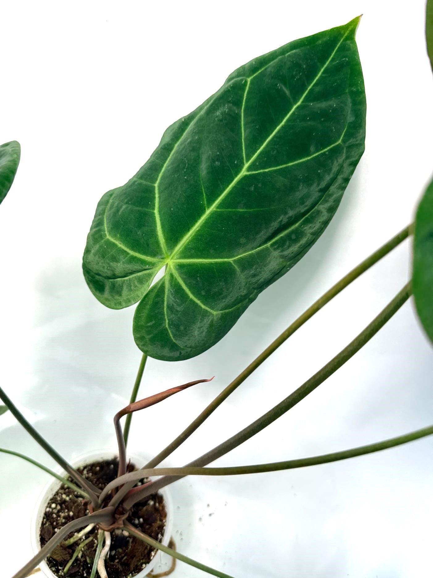 Anthurium Papillilaminum x Magnificum 