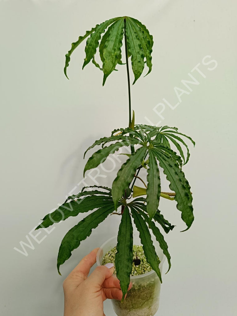 Philodendron pink princess