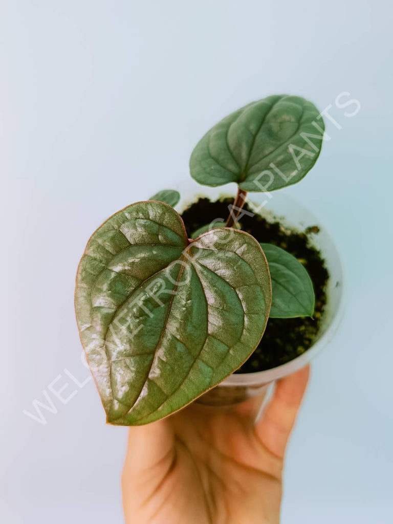 Anthurium luxurians