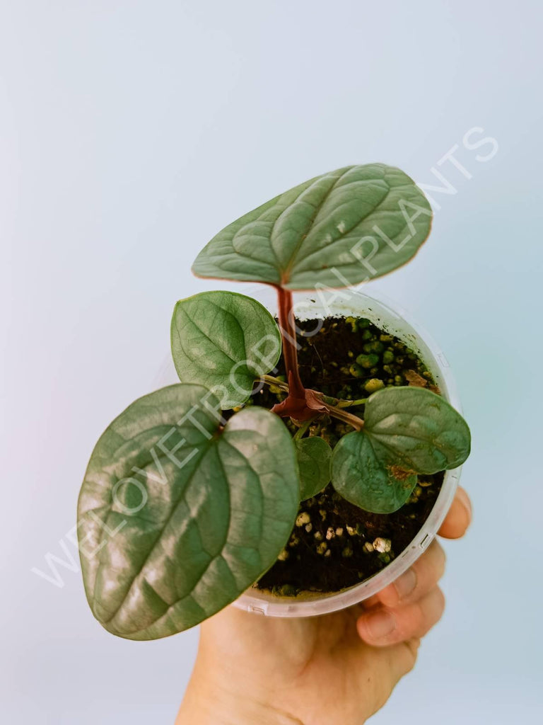 Anthurium luxurians