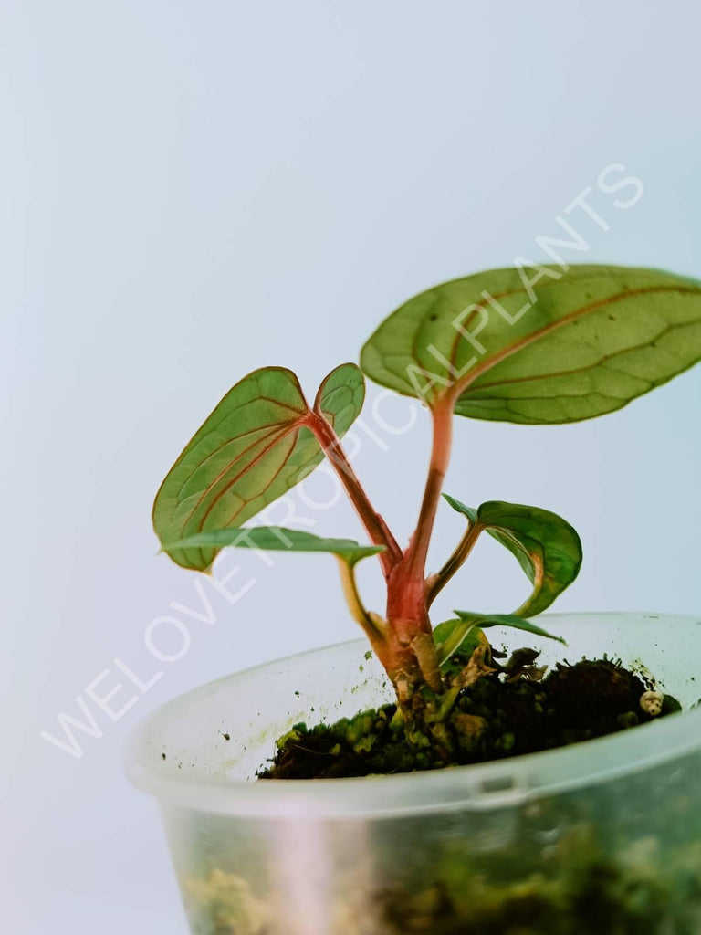 Anthurium luxurians