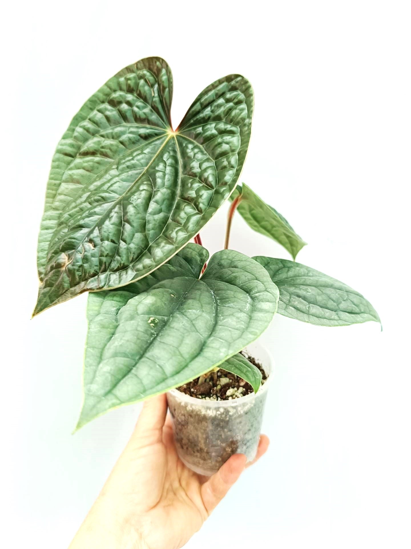 Anthurium Luxurians | Welovetropicalplants