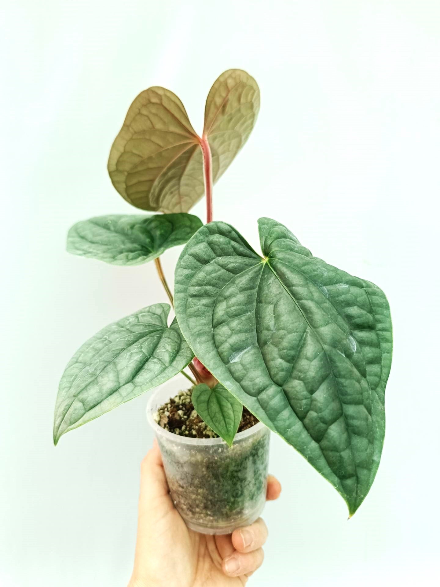 Anthurium Luxurians | Welovetropicalplants