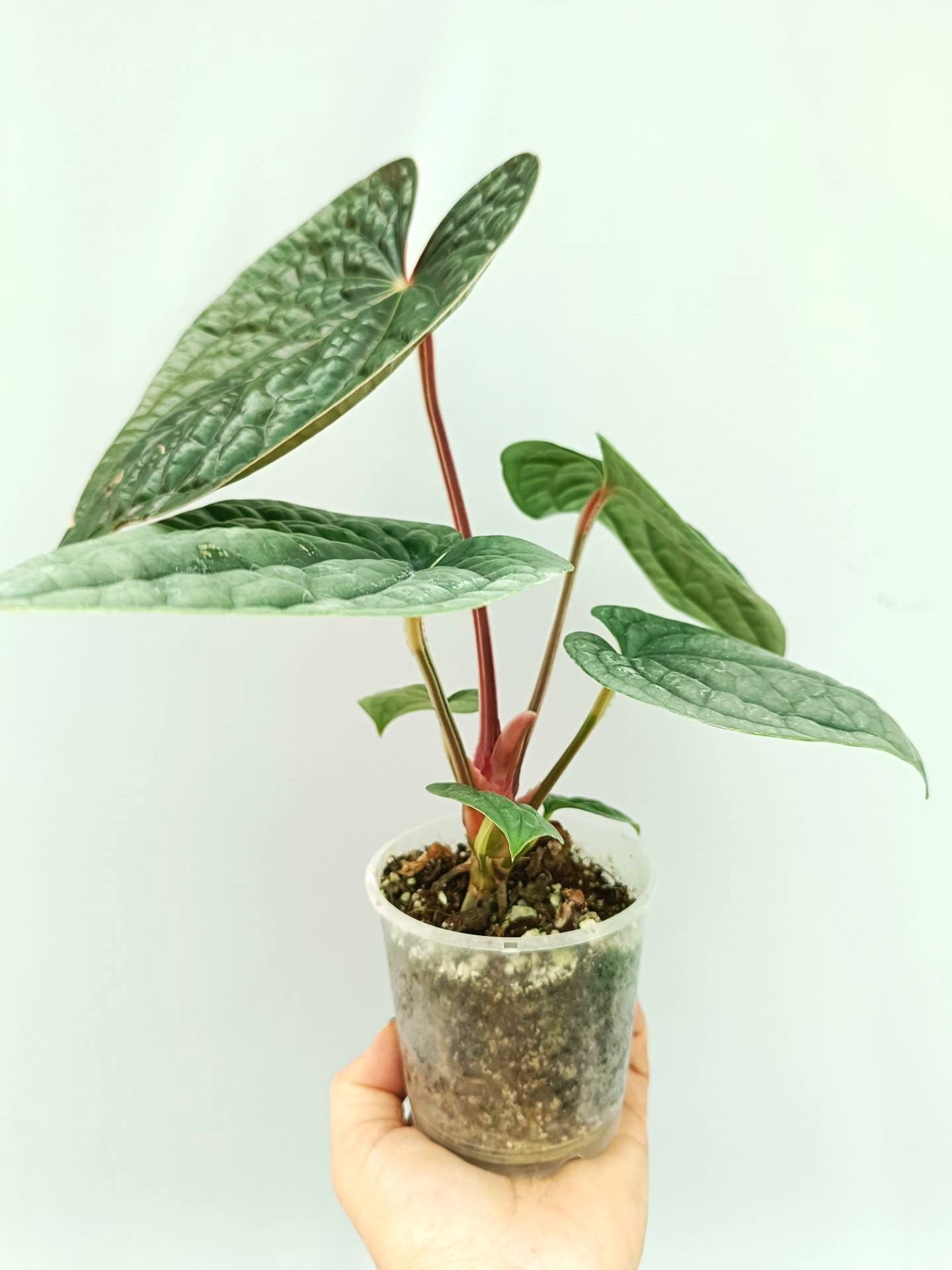 その他観葉植物 Anthurium luxurians Anthurium Luxurians | Welovetropicalplants