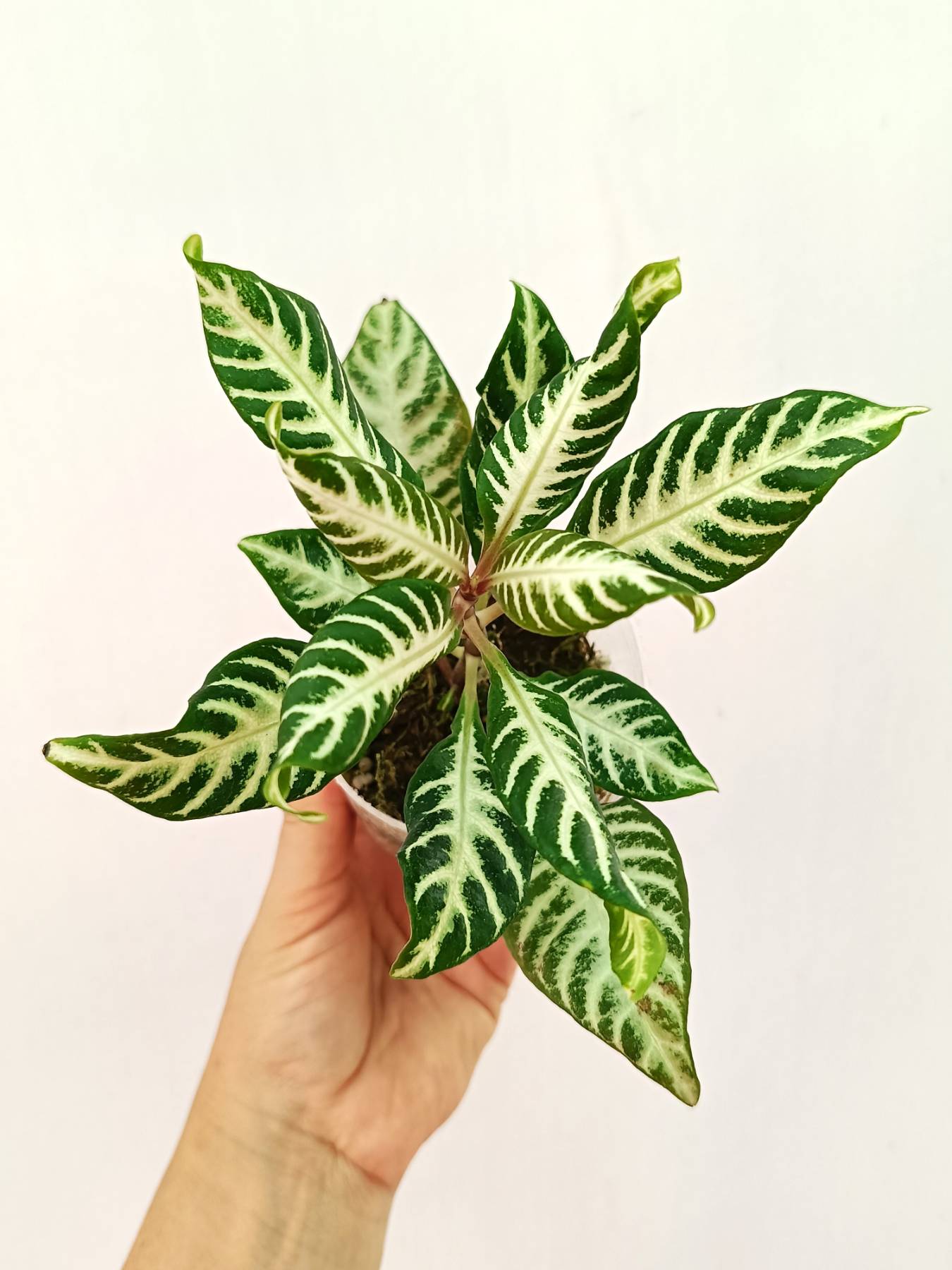 Aphelandra Squarrosa &#39;White Splash&#39;