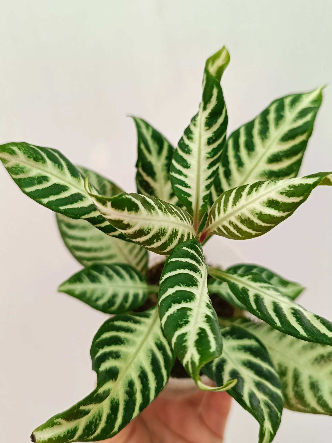 Aphelandra Squarrosa &#39;White Splash&#39;