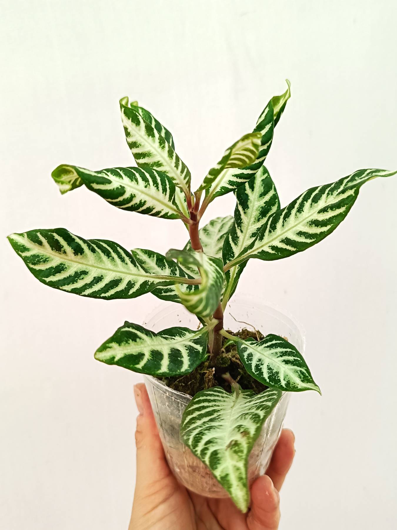 Aphelandra Squarrosa 'White Splash'
