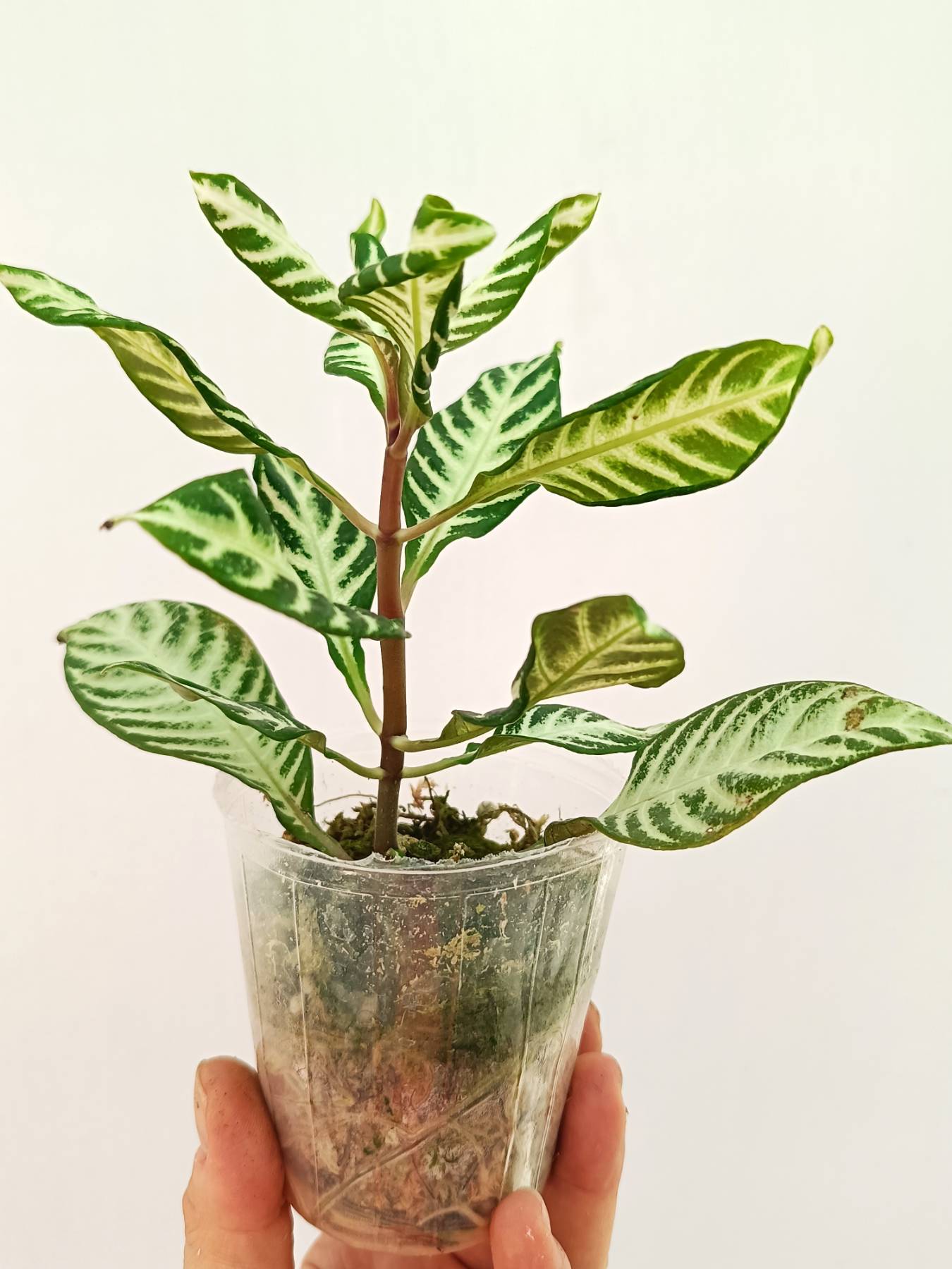 Aphelandra Squarrosa 'White Splash'