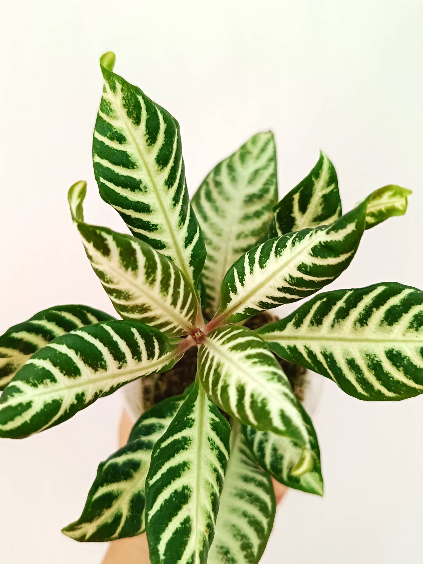 Aphelandra Squarrosa 'White Splash'