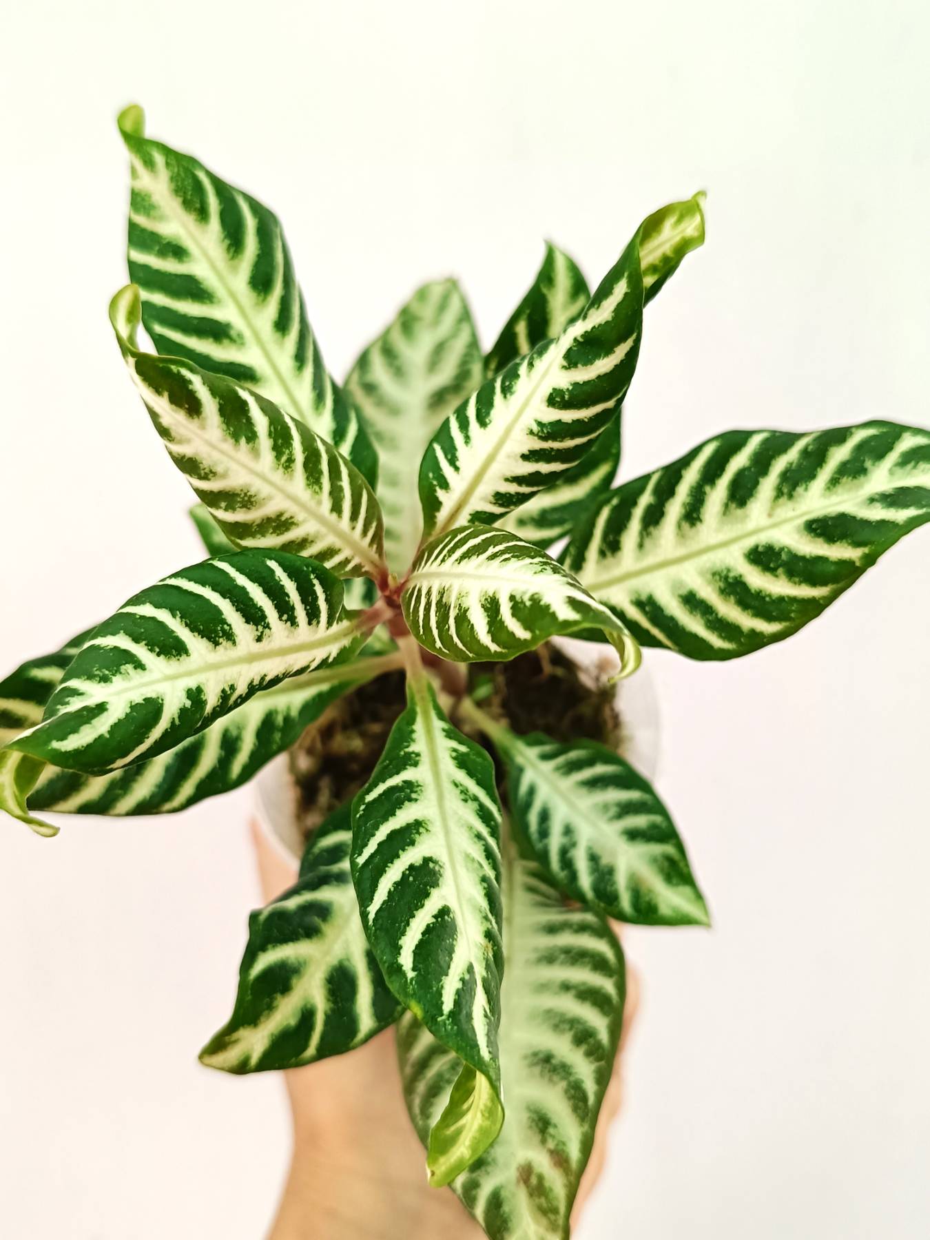 Aphelandra Squarrosa 'White Splash'