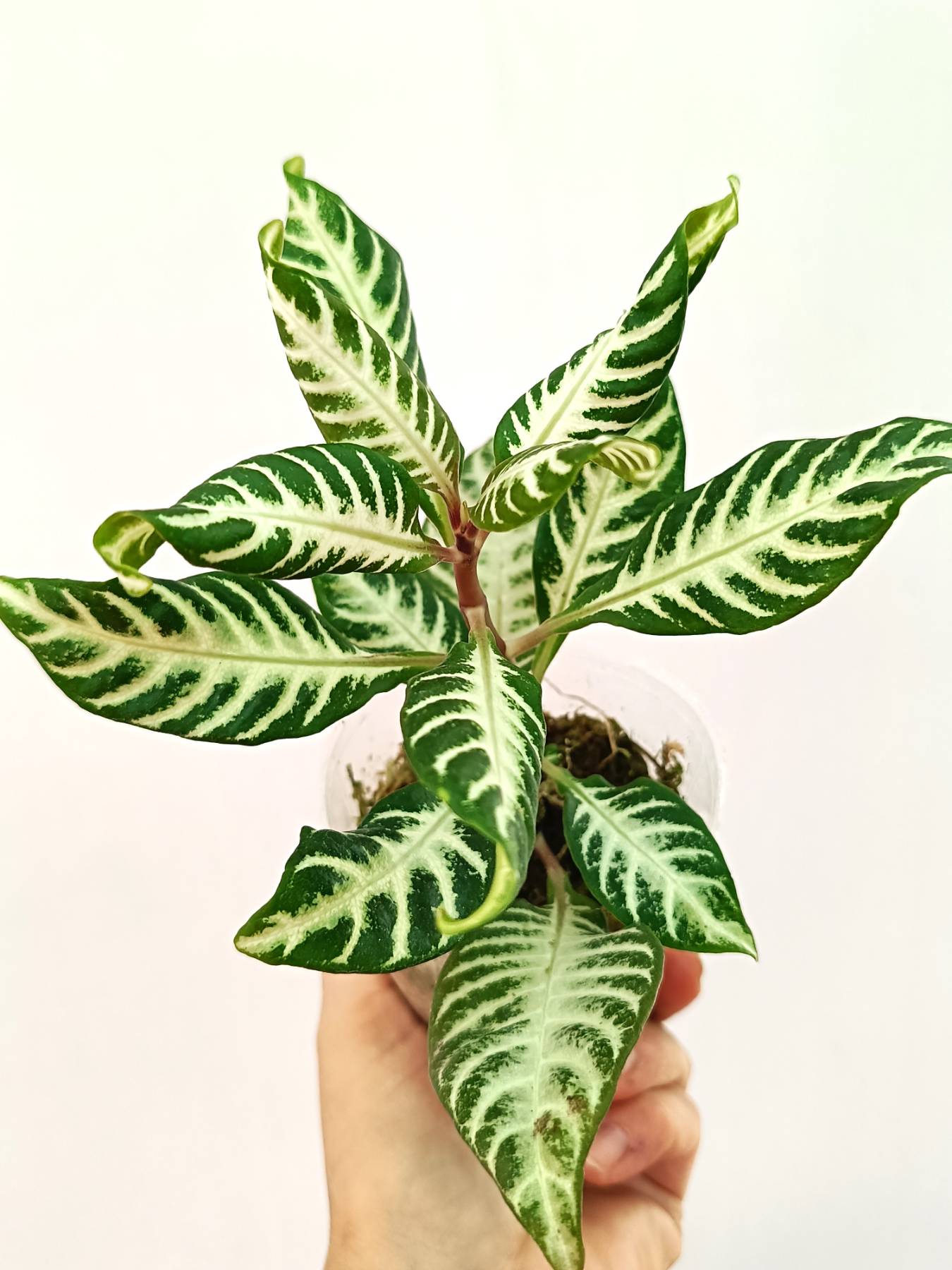 Aphelandra Squarrosa 'White Splash'