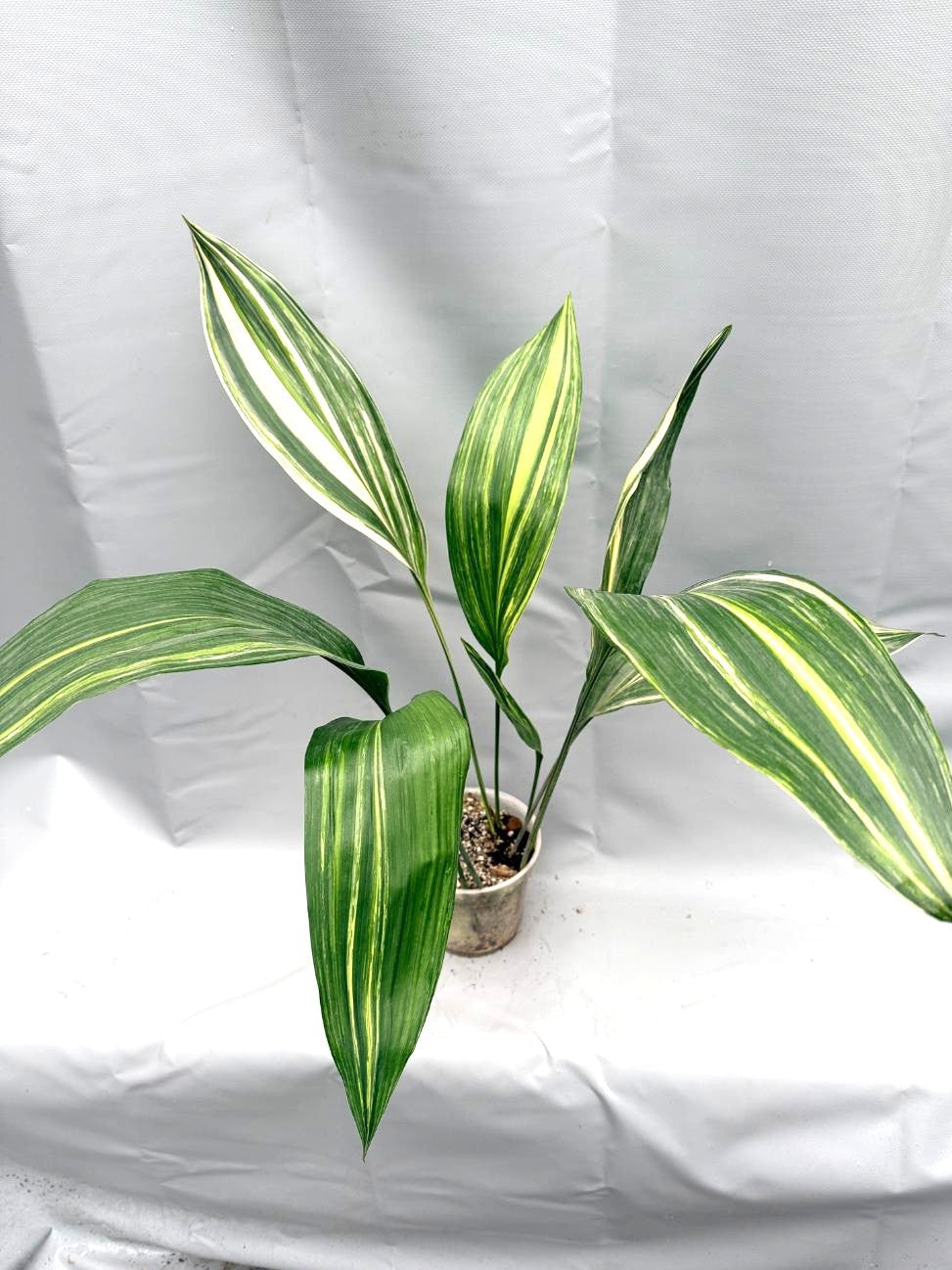 Aspidistra variegata intera