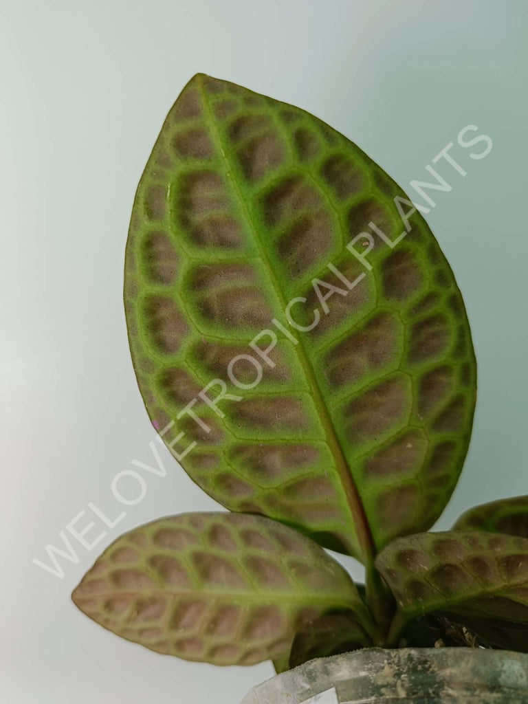 Ardisia sp. Turtle back