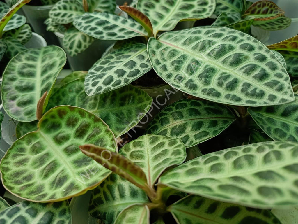 Ardisia sp. Turtle back