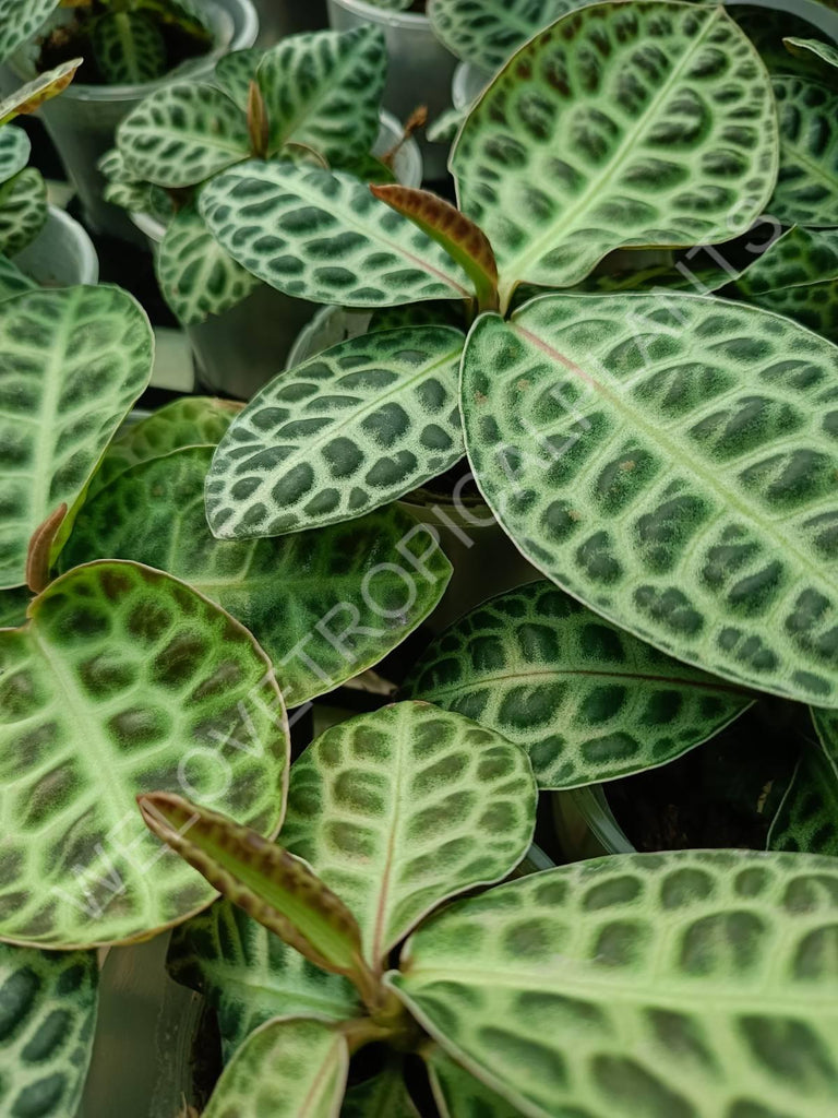 Ardisia sp. Turtle back